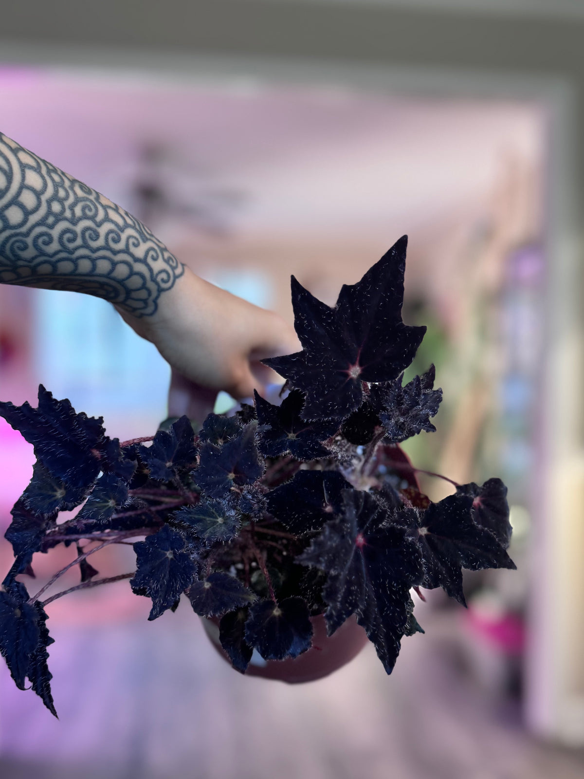 Begonia Hallows Eve