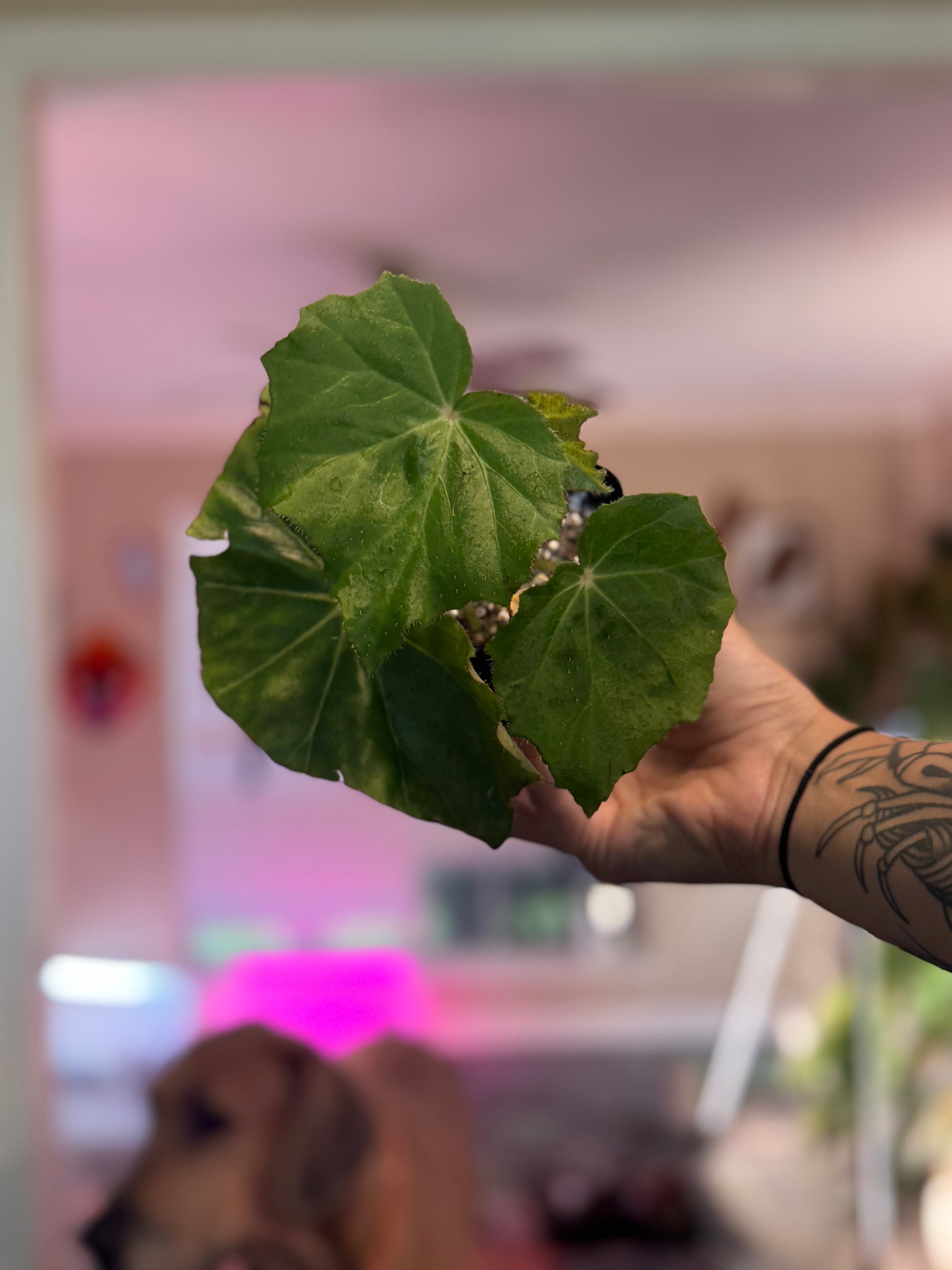 Begonia Ricinifolia