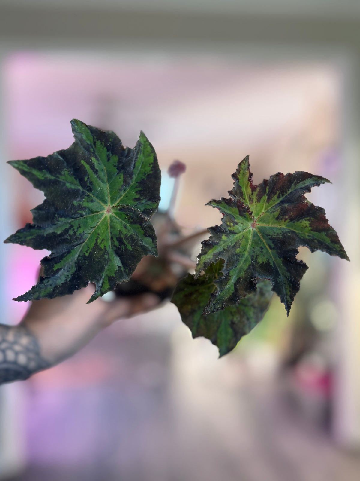 Begonia Phillip Iloo
