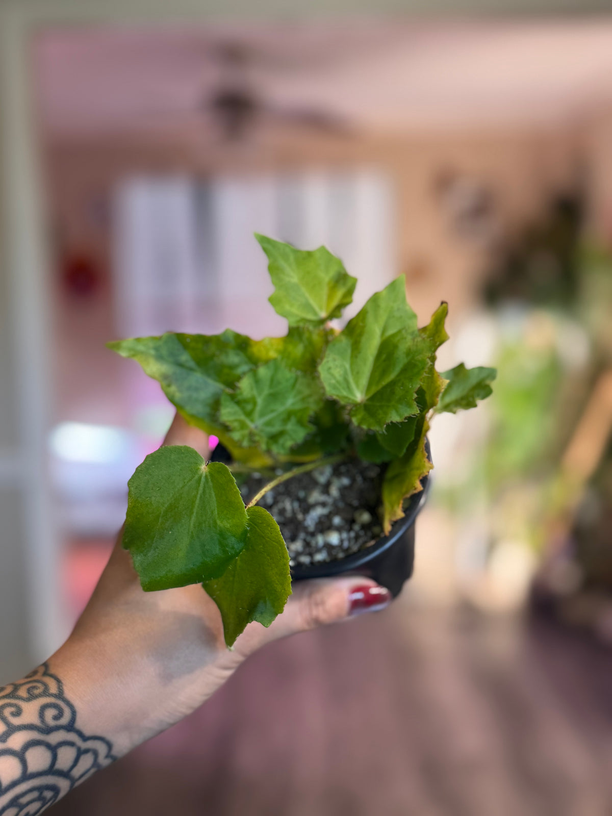Begonia Ricinifolia