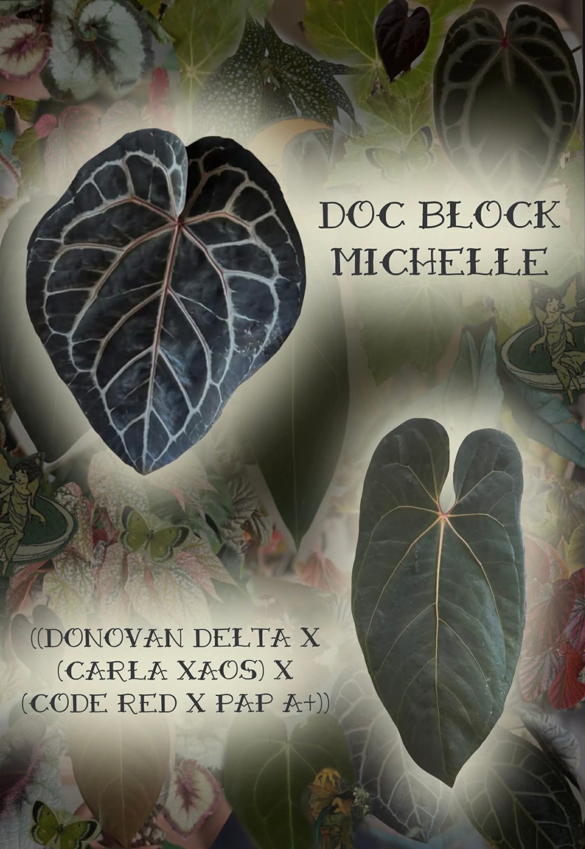 Anthurium Michelle x ((Donovan Delta X
(Carla  X AOS) X
(CODE RRED X PAP A+))