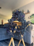Solanum Uleanum