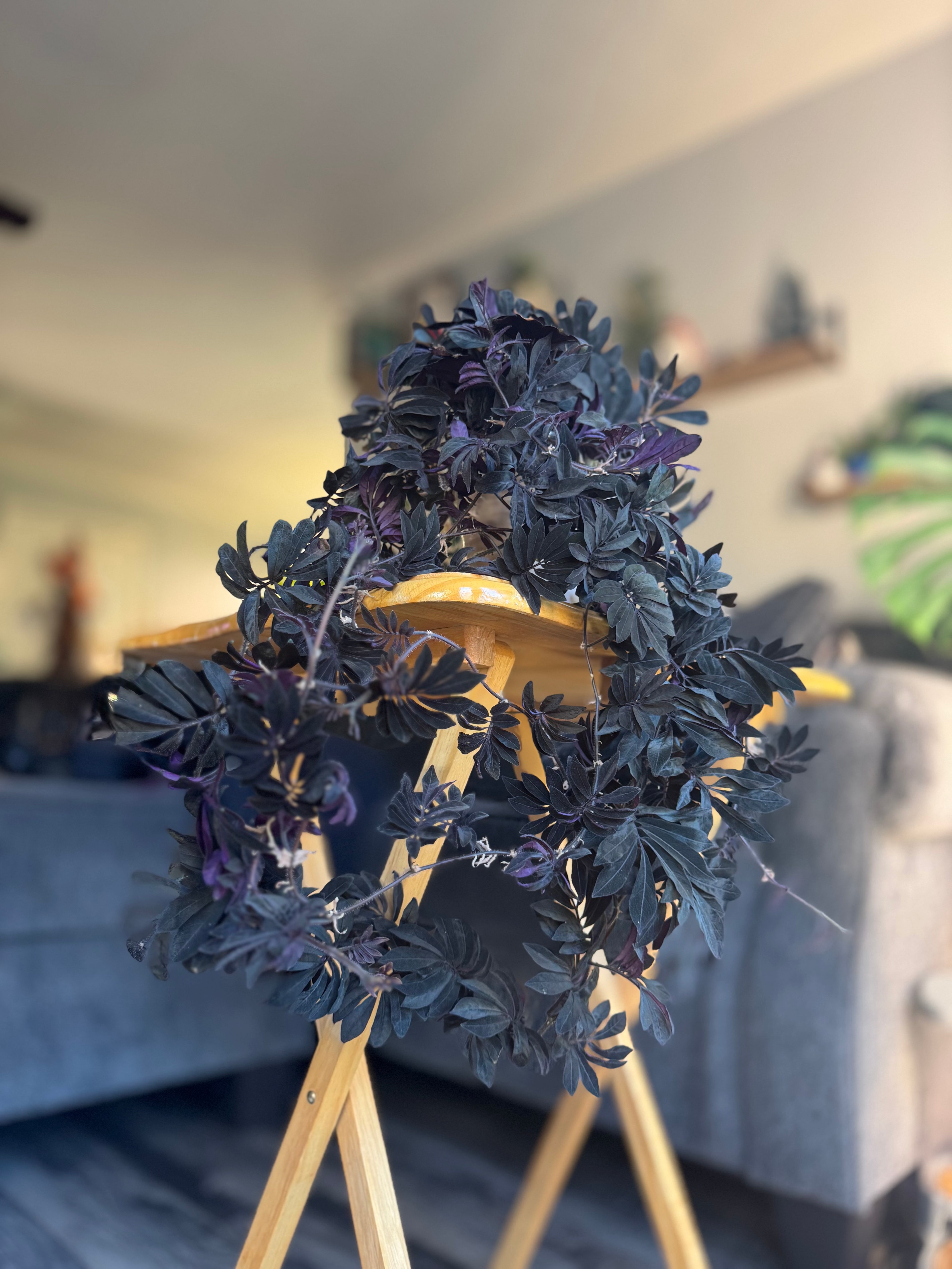 Solanum Uleanum