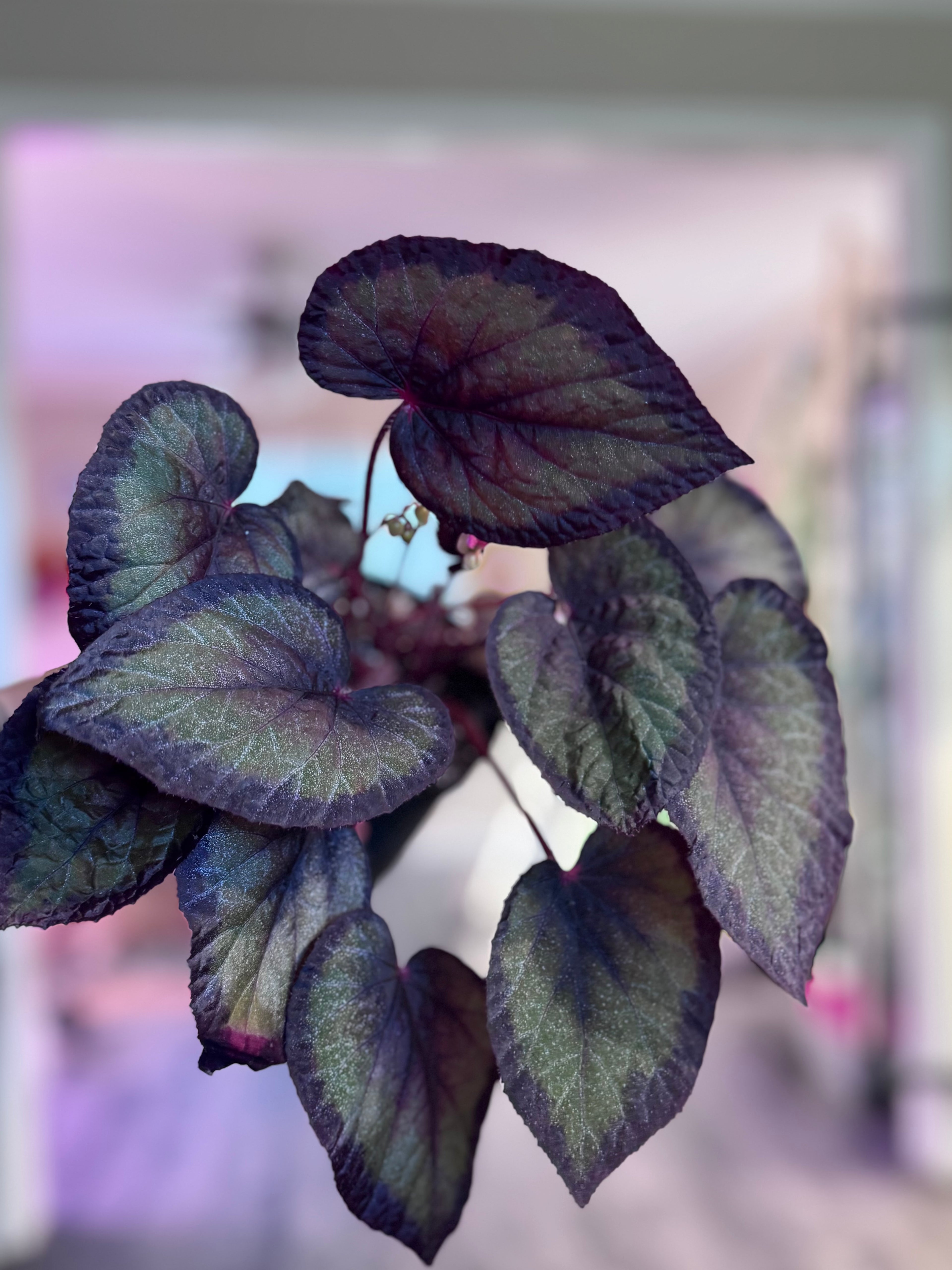 Begonia Overspray