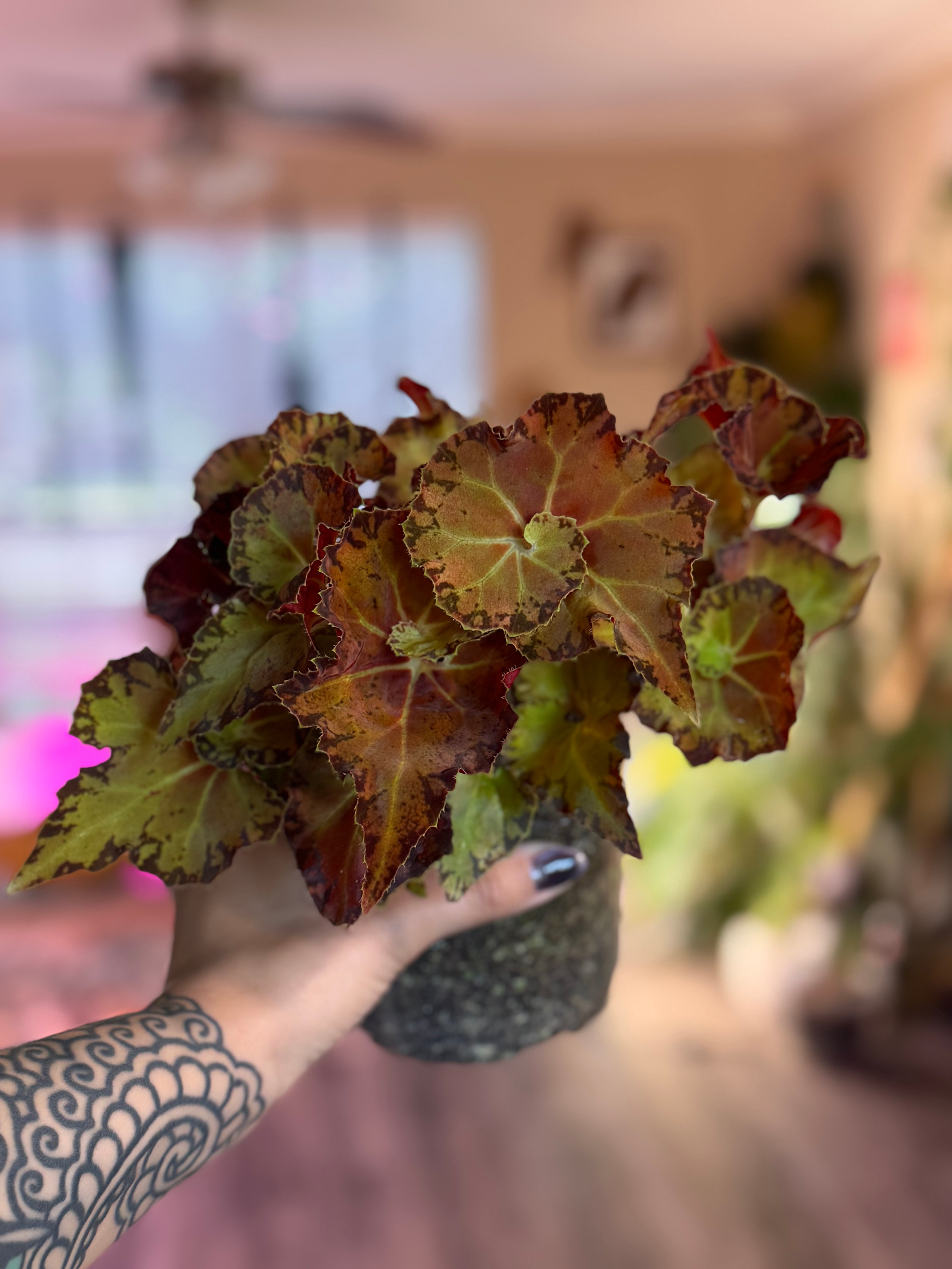 Begonia Martha Stewart