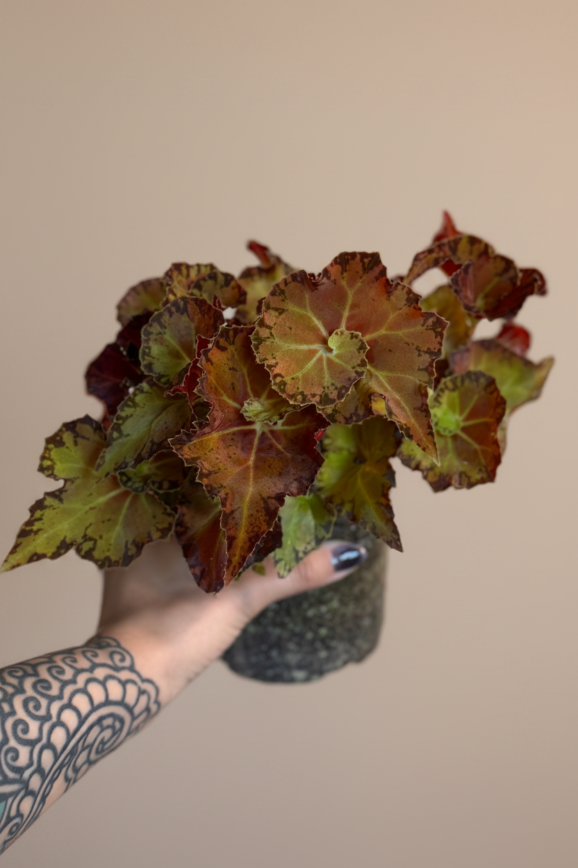 Begonia Martha Stewart