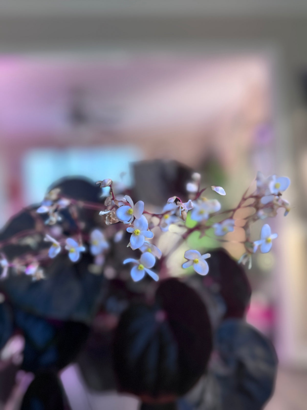 Begonia U0497