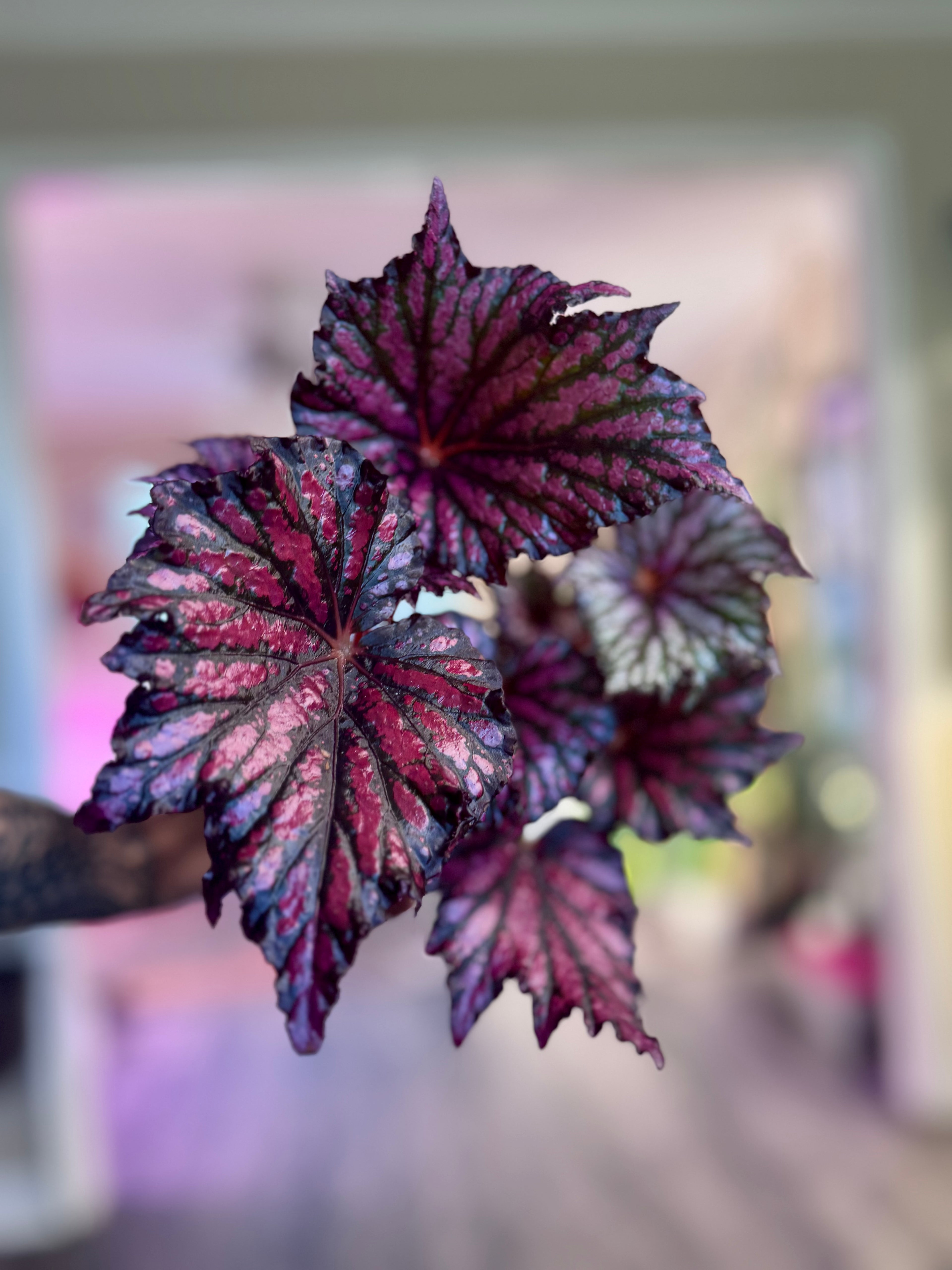 Begonia Bewitched Red Black