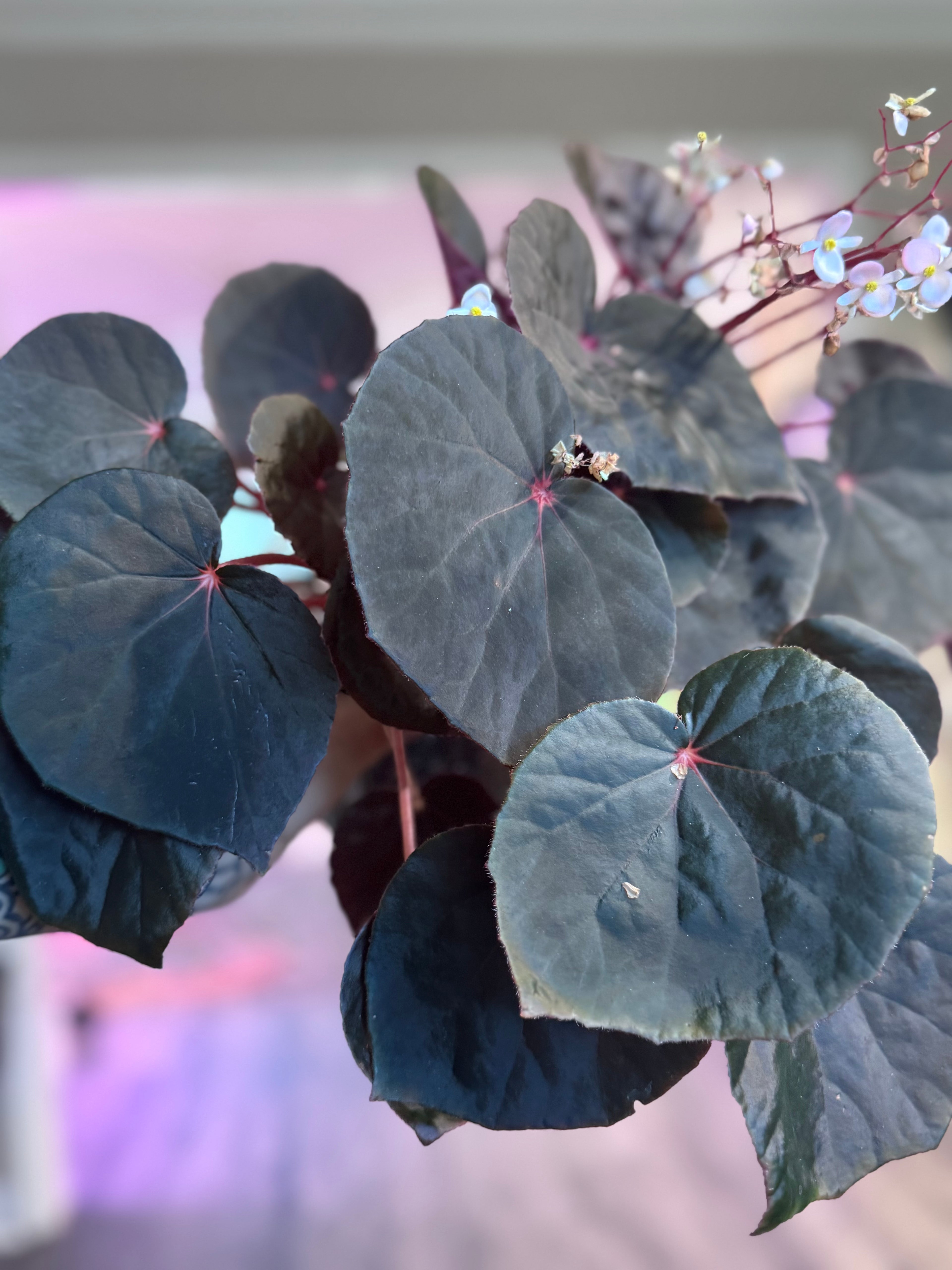 Begonia U0497