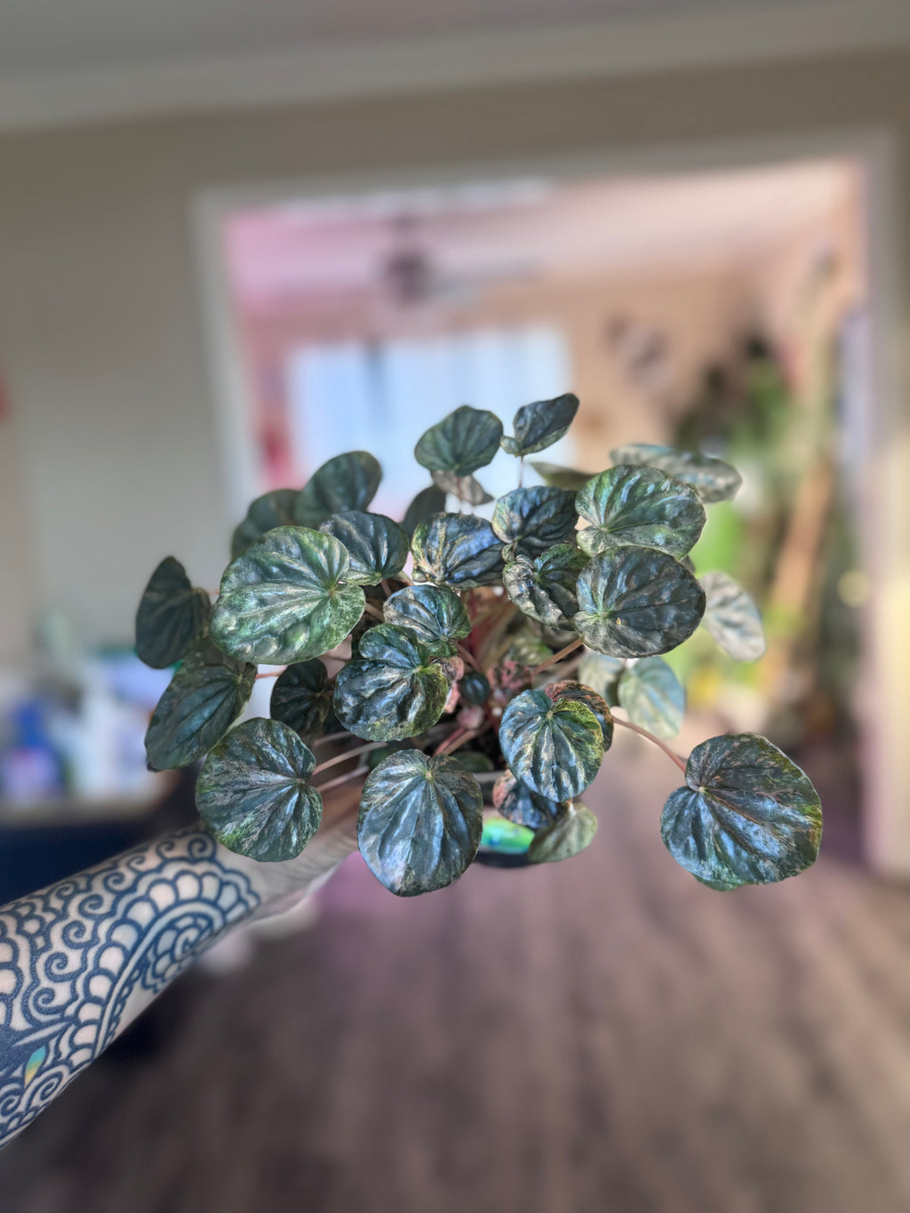 Pink Lady Peperomia