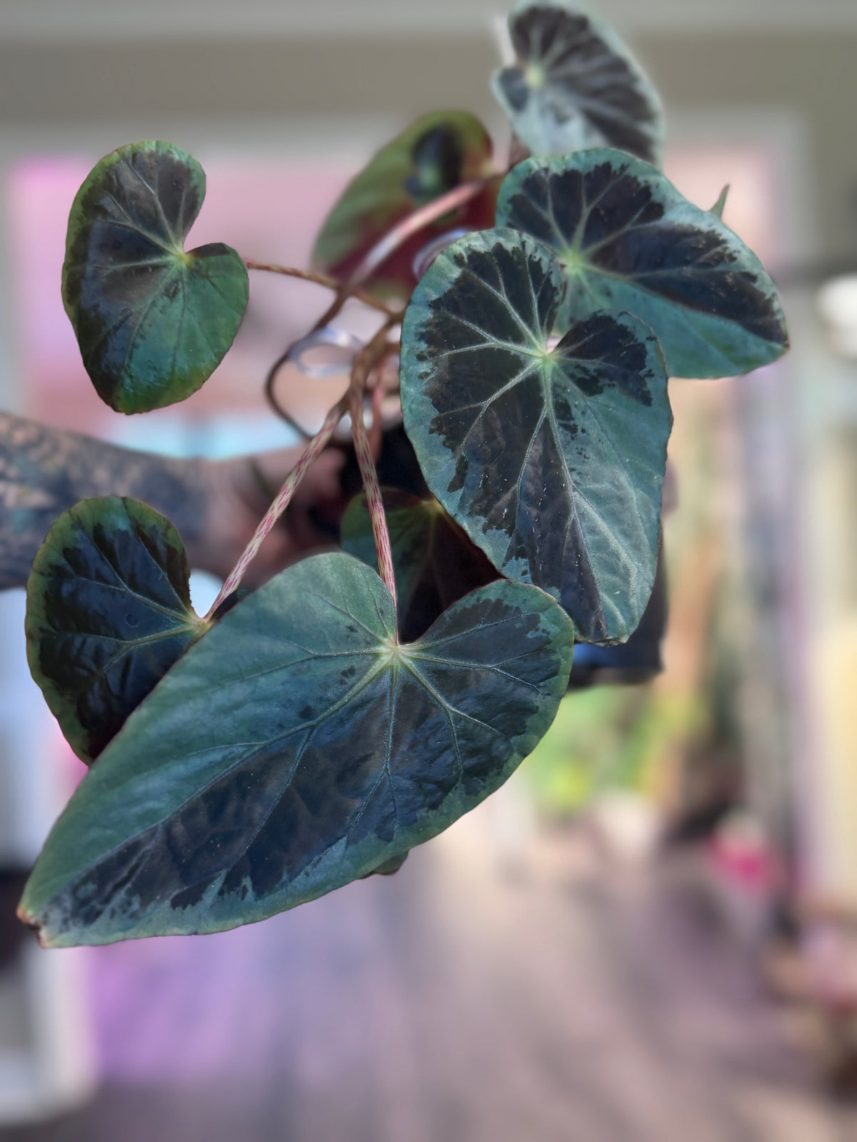Begonia Burkillii (Silver Edge Form)