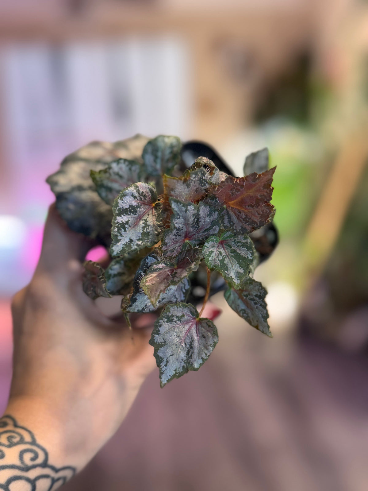 Begonia Raspberry Moon