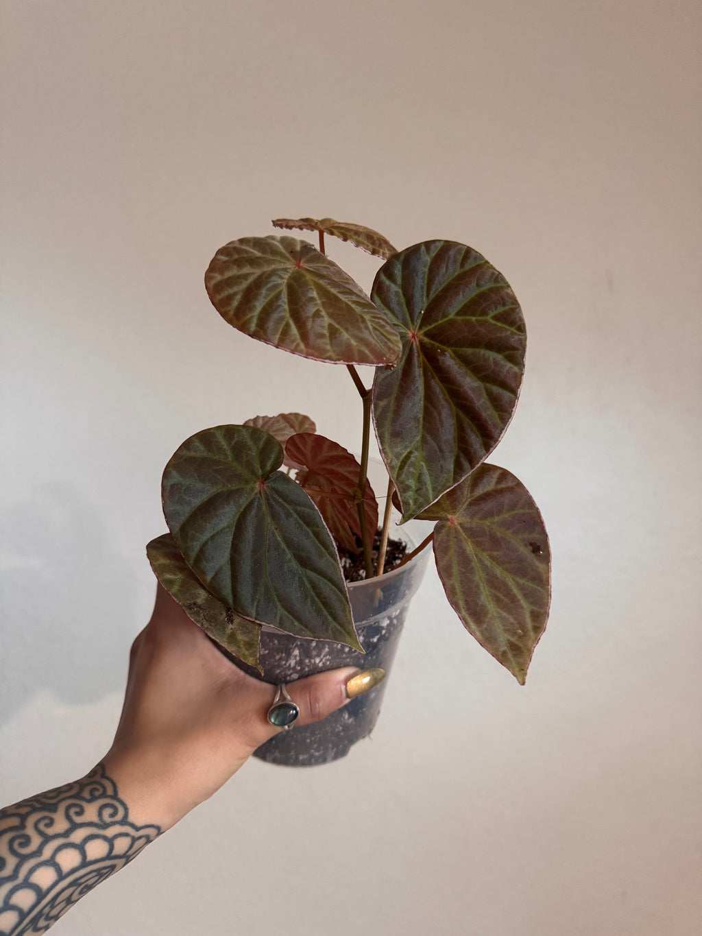 Botanicaz 111 (Begonia dracopelta X B. Sarawak) X B. nothobaramensis