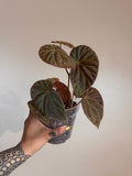 Botanicaz 111 (Begonia dracopelta X B. Sarawak) X B. nothobaramensis