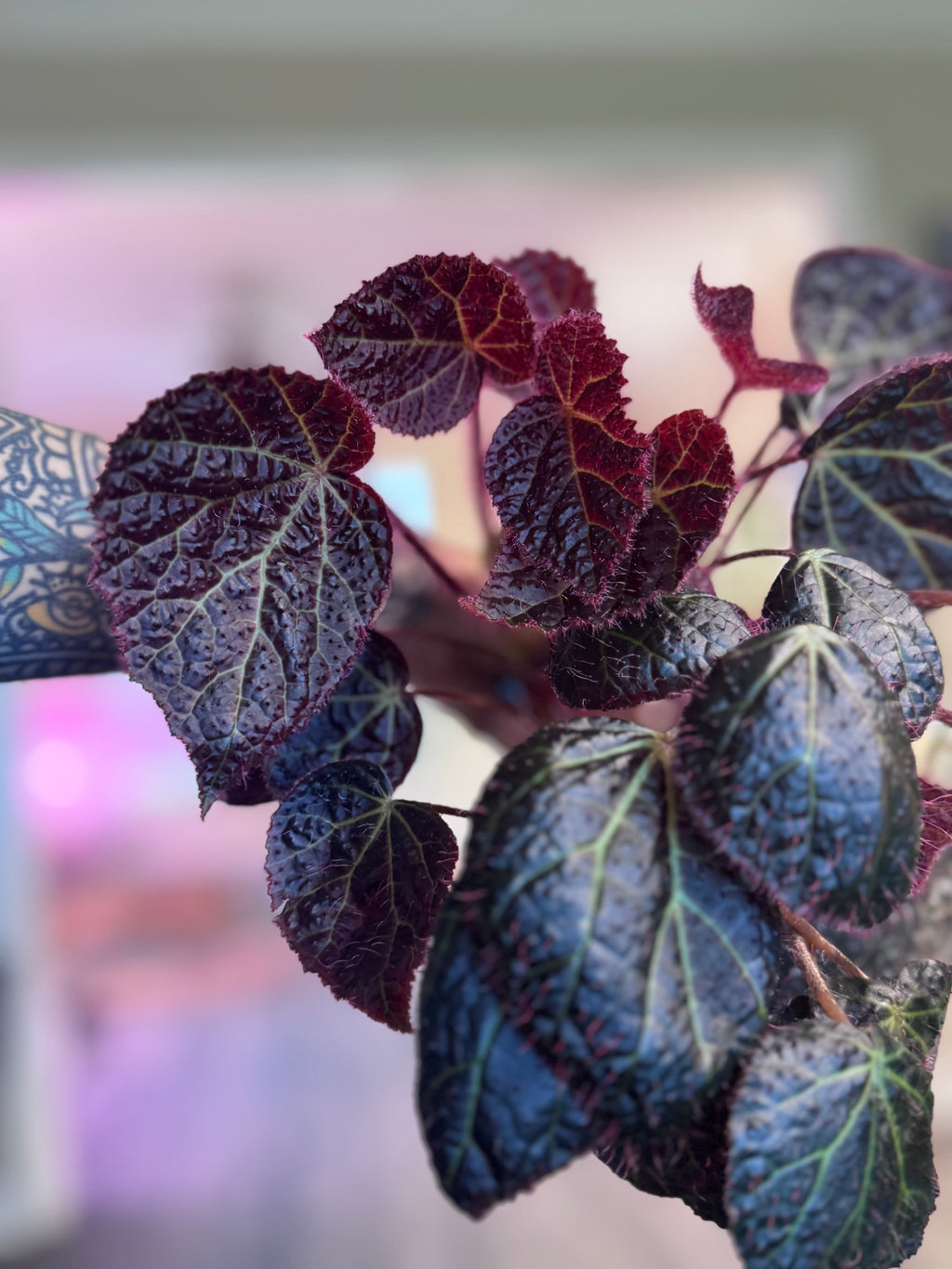 Begonia Green Lightening