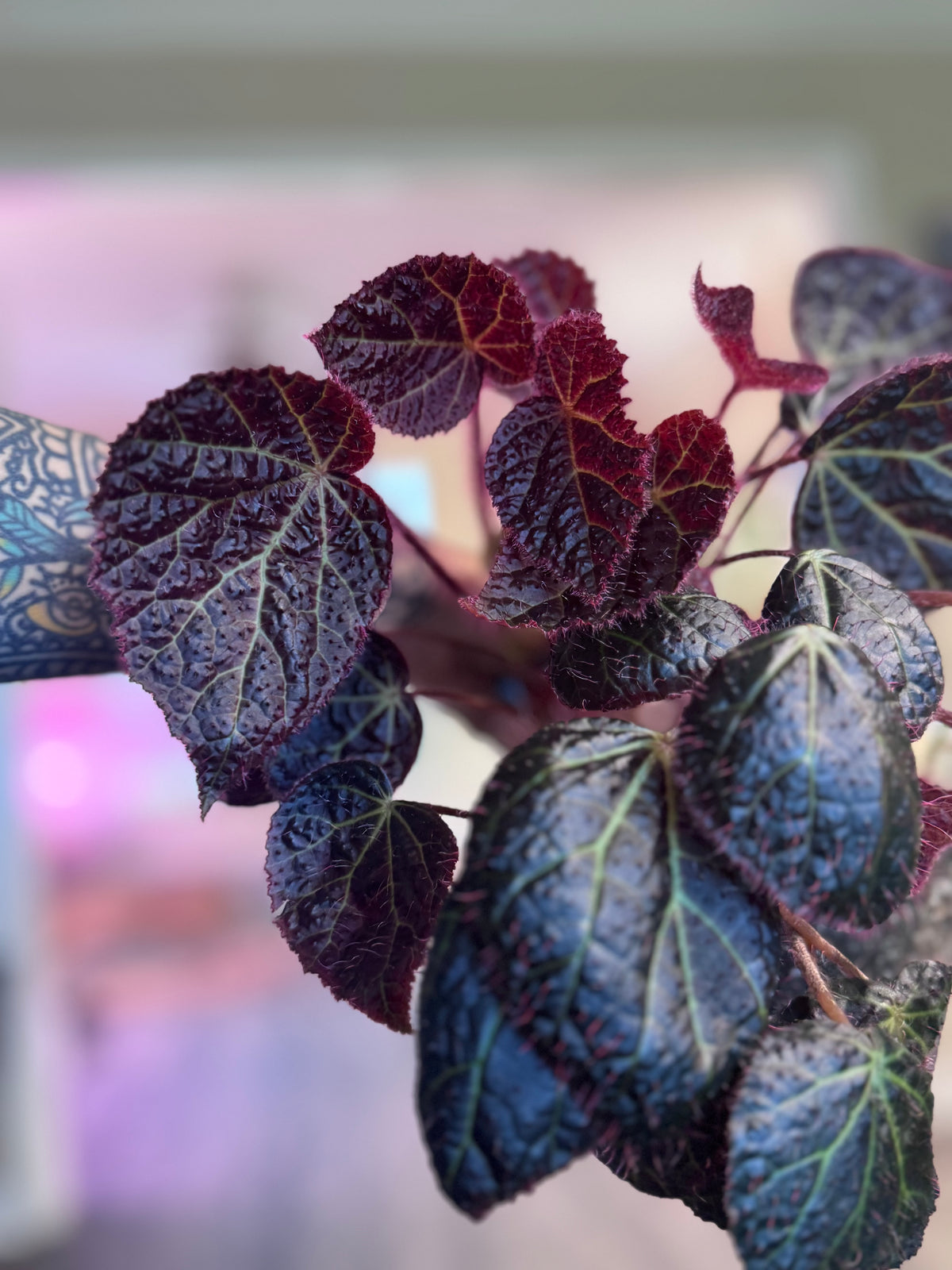 Begonia Green Lightening