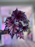 Begonia Bewitched Red Black