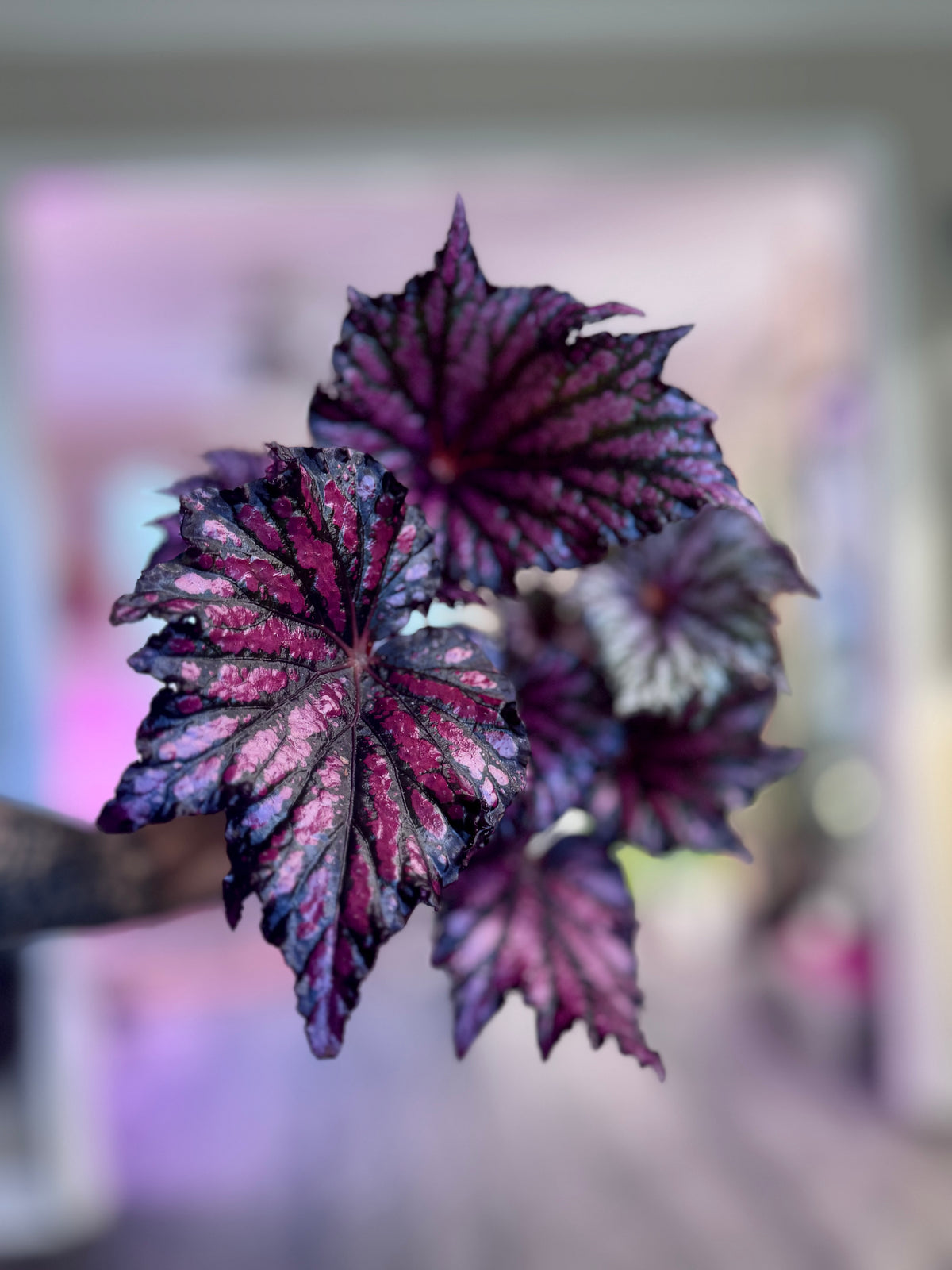 Begonia Bewitched Red Black