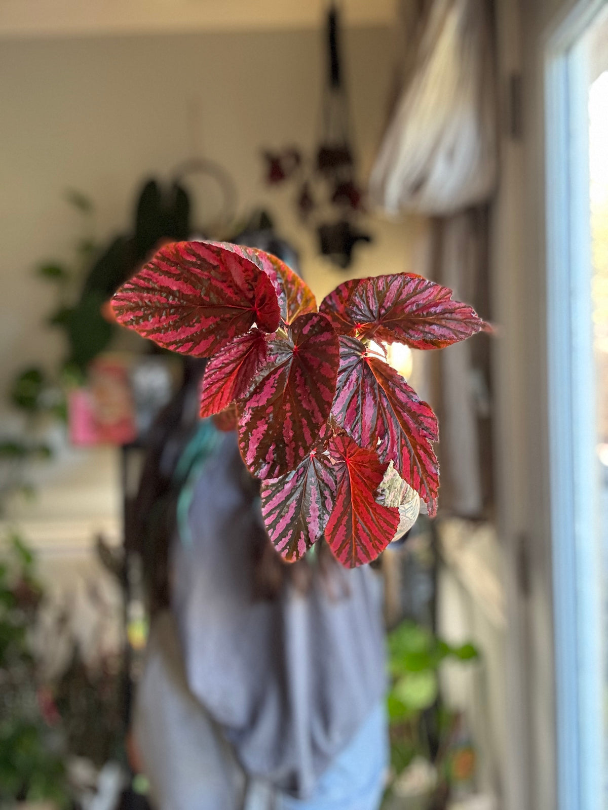 Begonia Brevirimosa