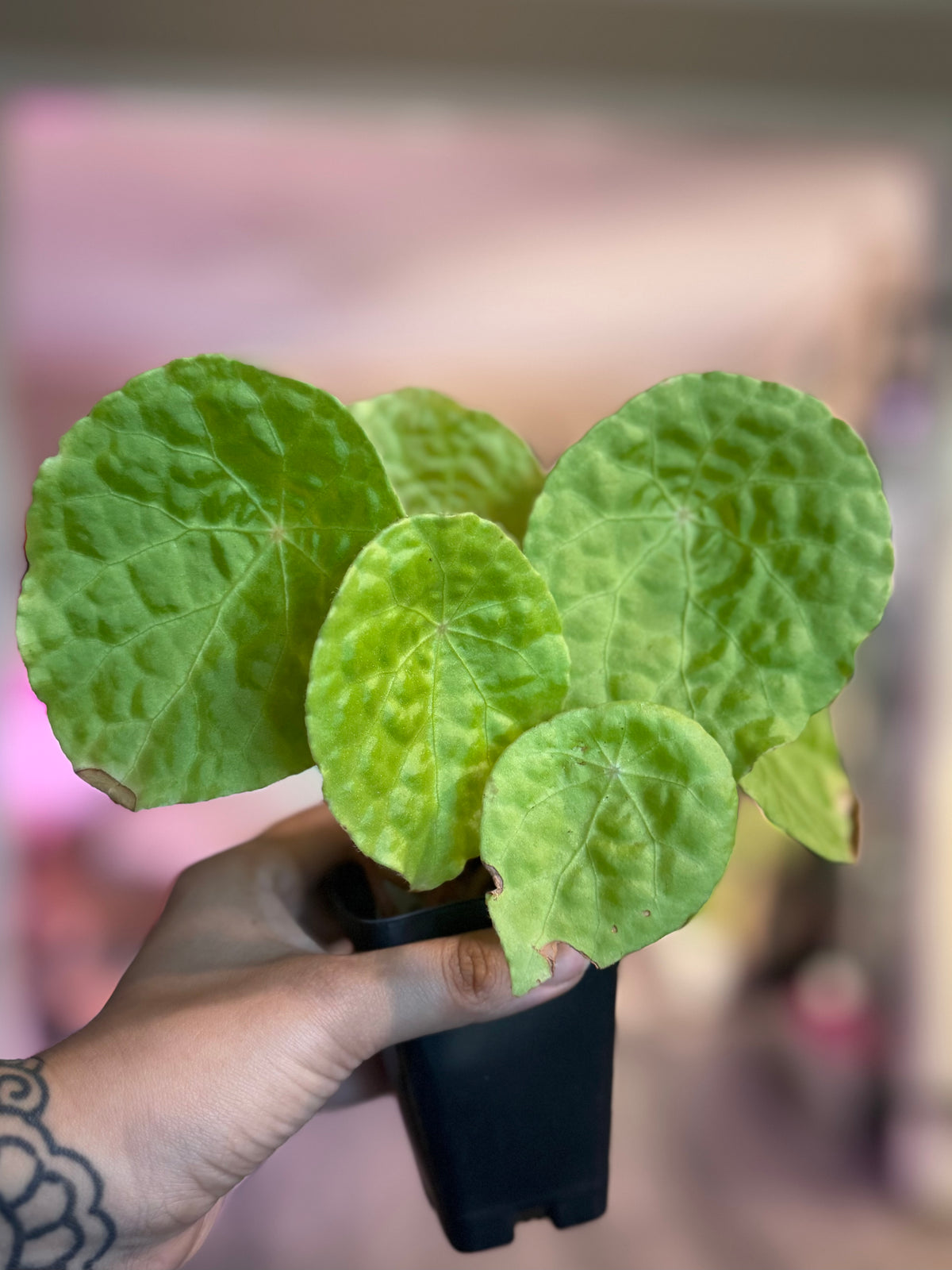 Begonia Natunaensis