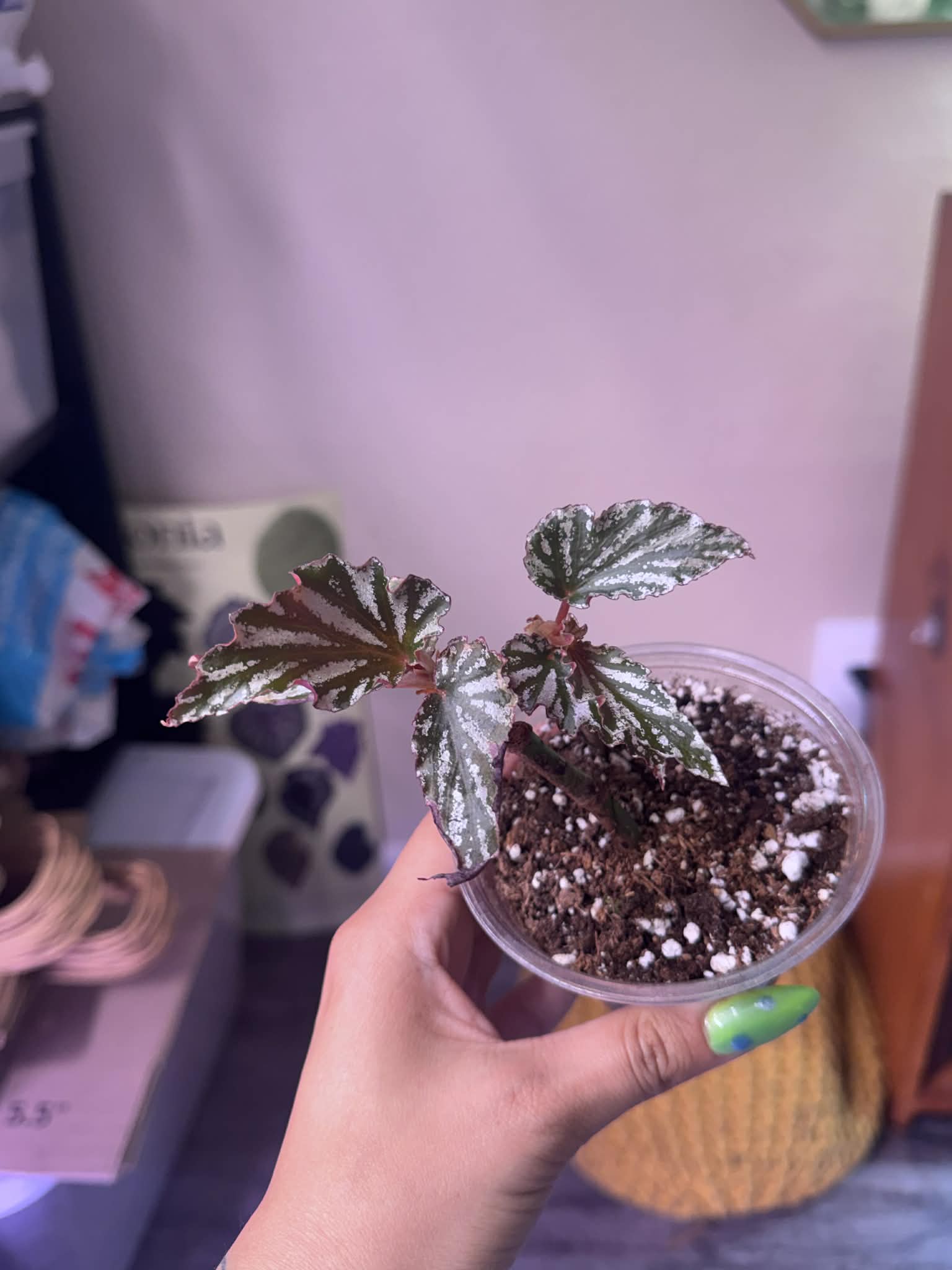 Begonia Lady Corby