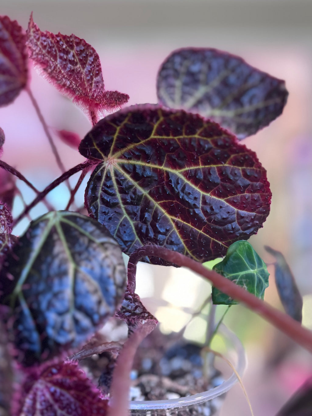 Begonia Green Lightening