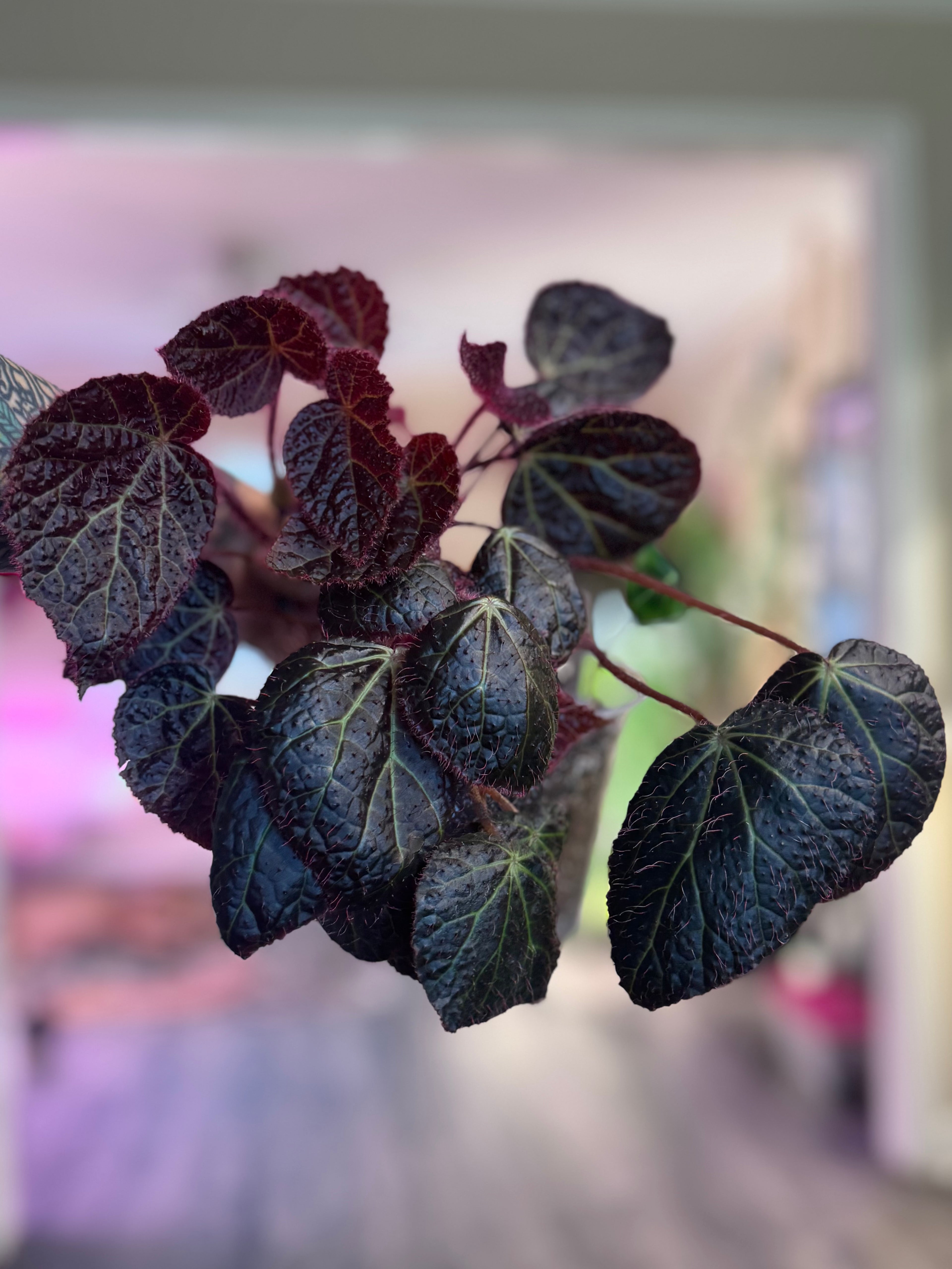 Begonia Green Lightening