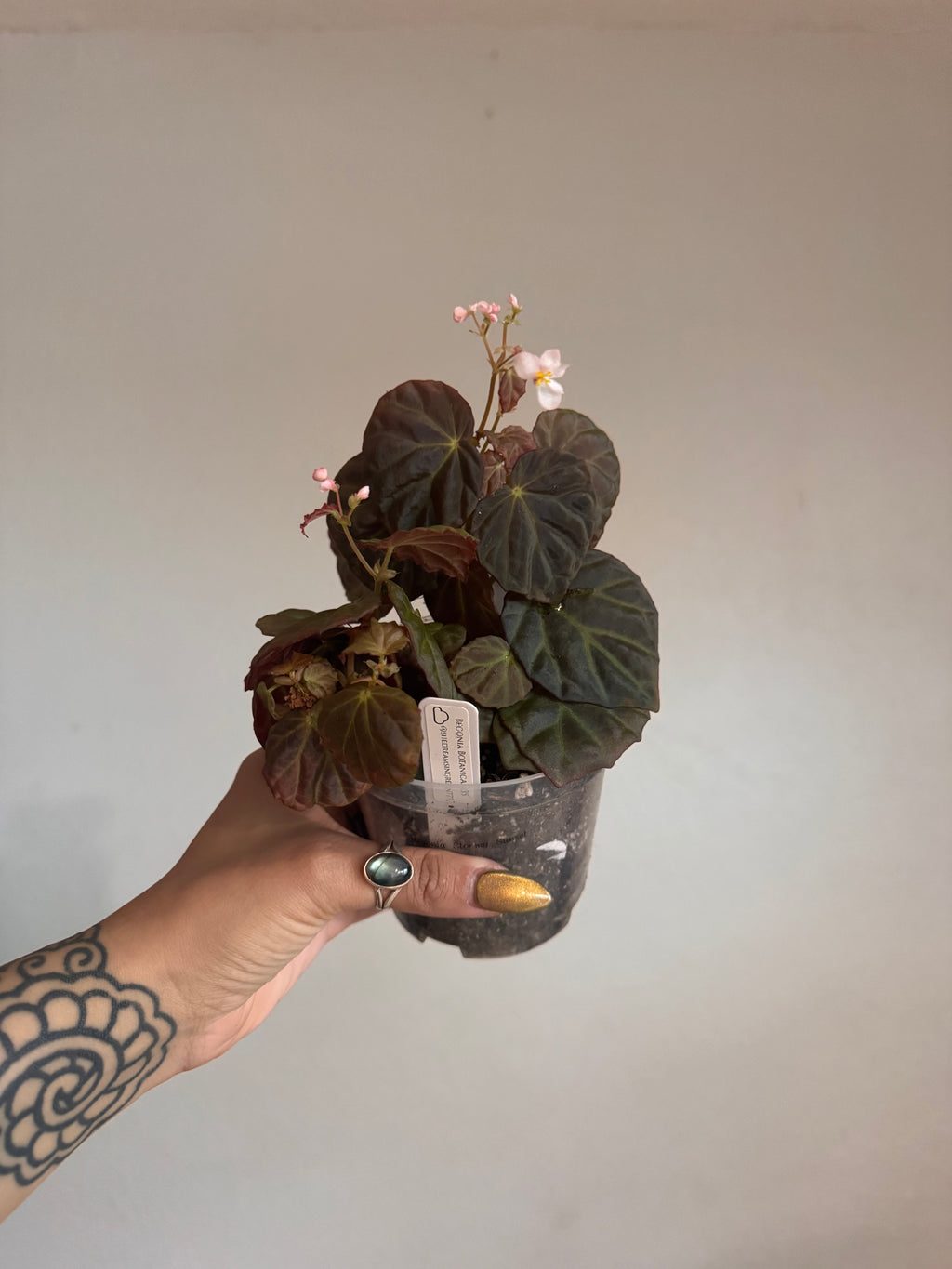 Botanicaz 111 (Begonia dracopelta X B. Sarawak) X B. nothobaramensis