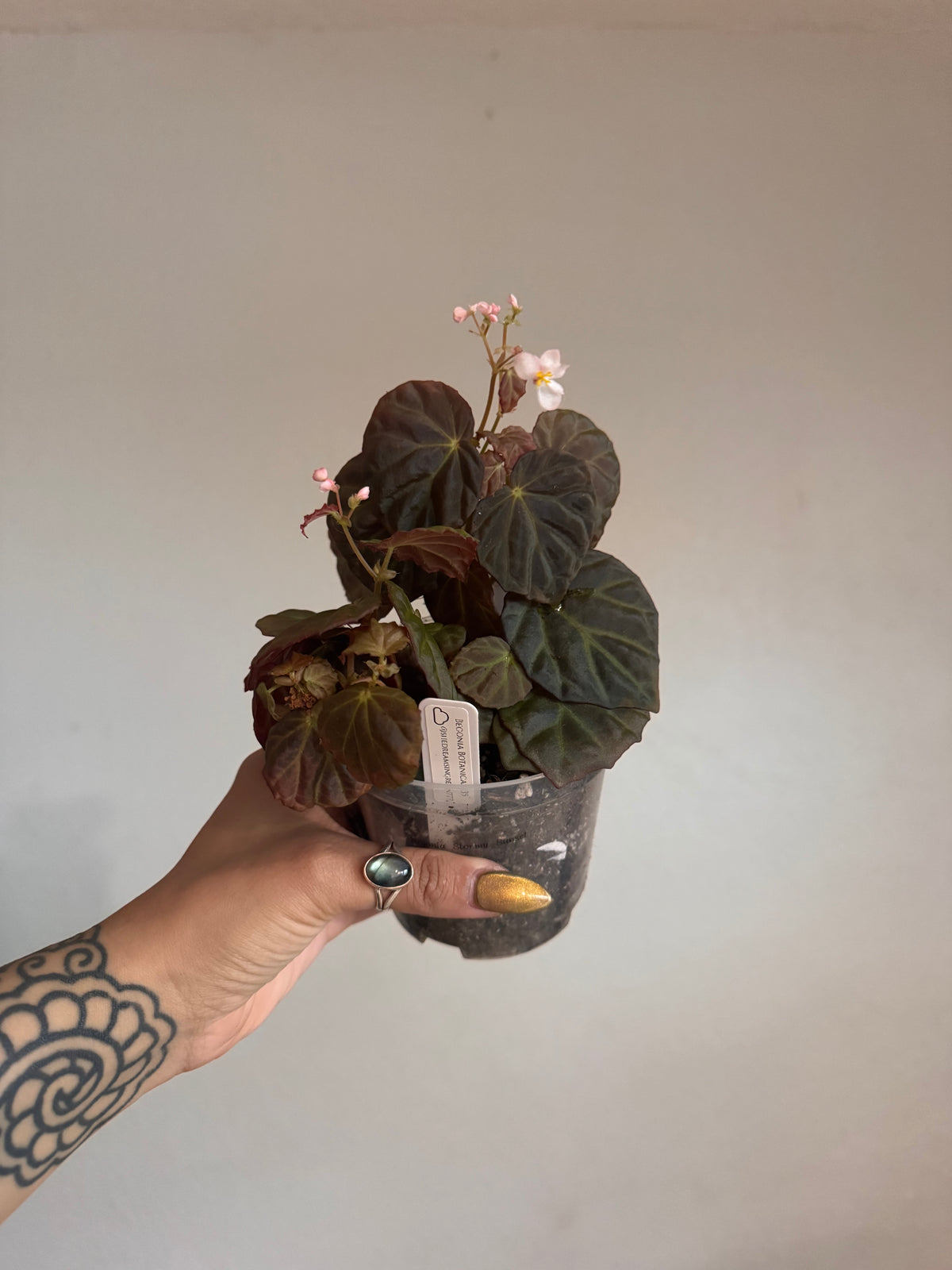 Botanicaz 111 (Begonia dracopelta X B. Sarawak) X B. nothobaramensis