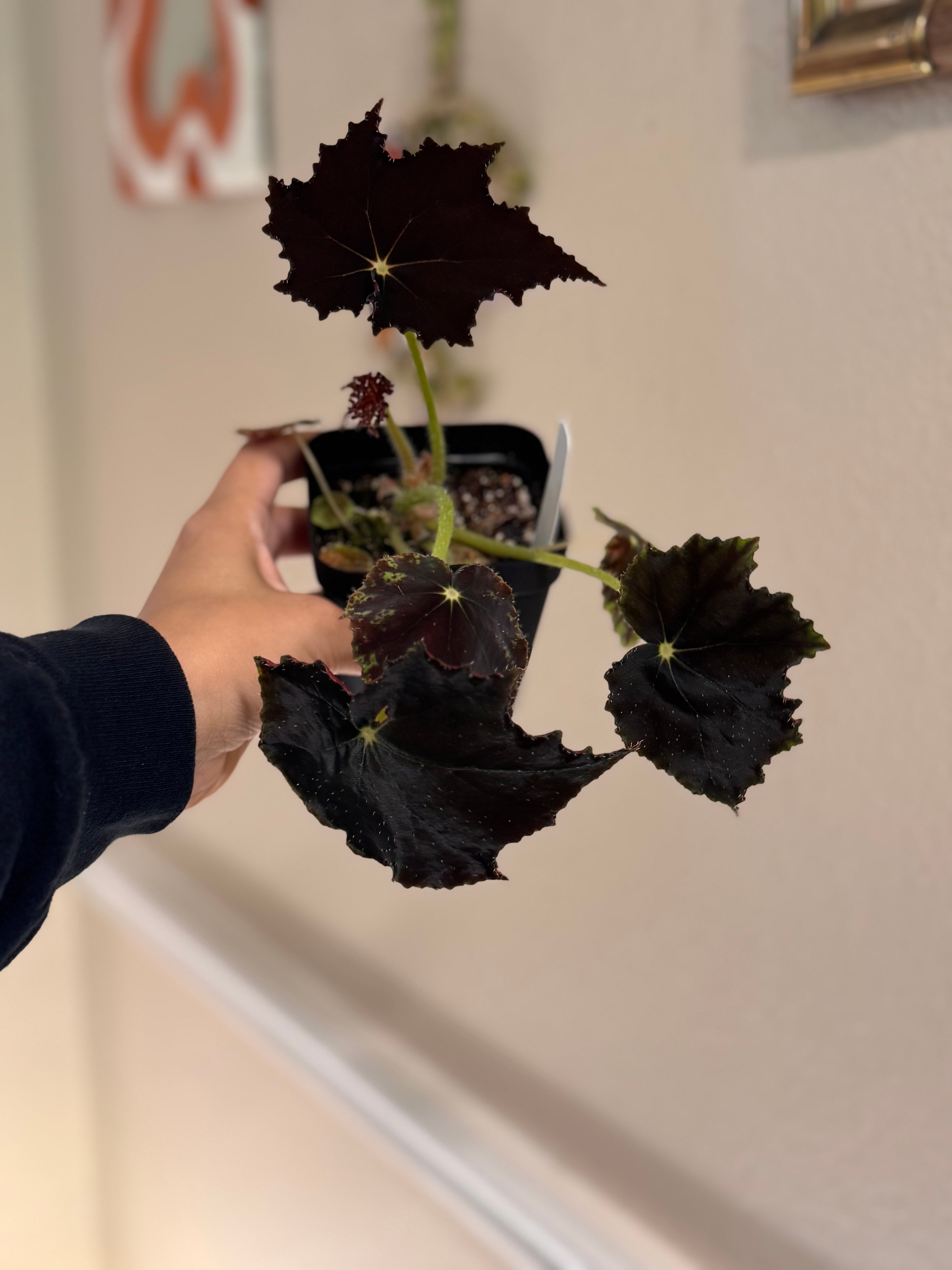 Begonia Pulsar