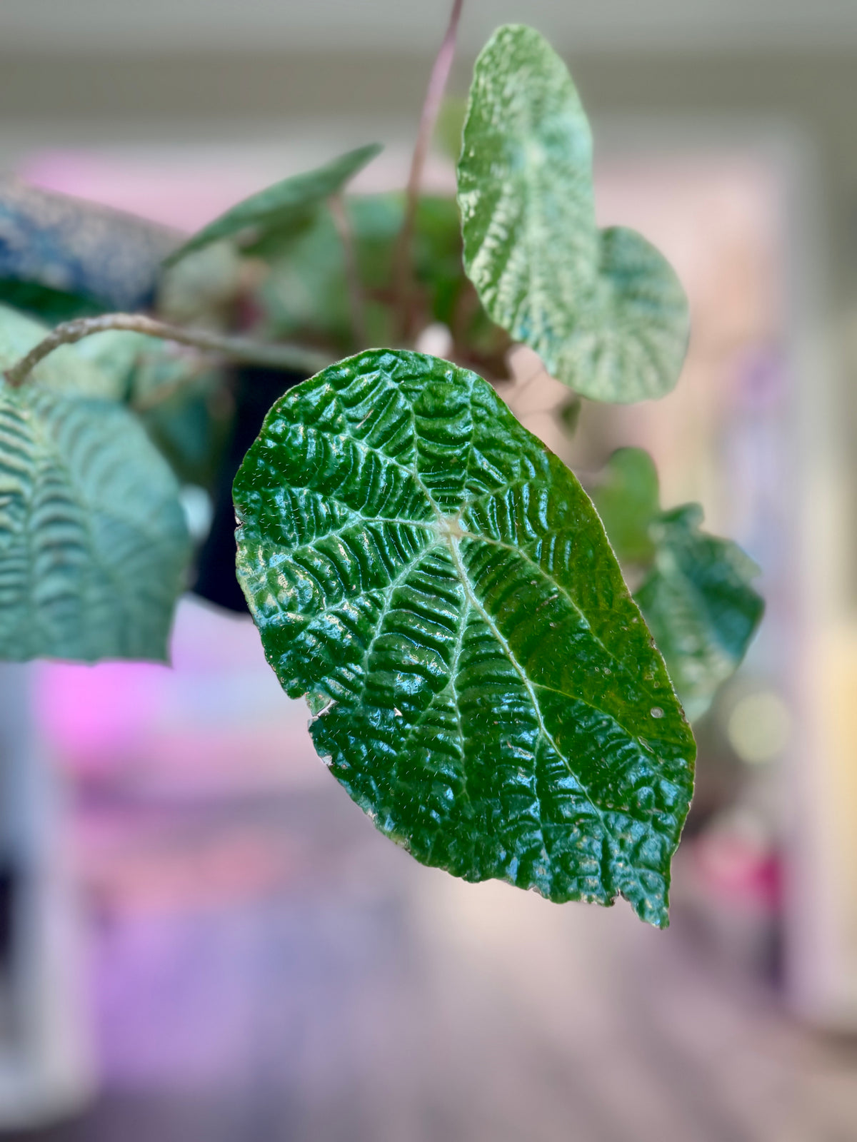 Begonia Paulensis