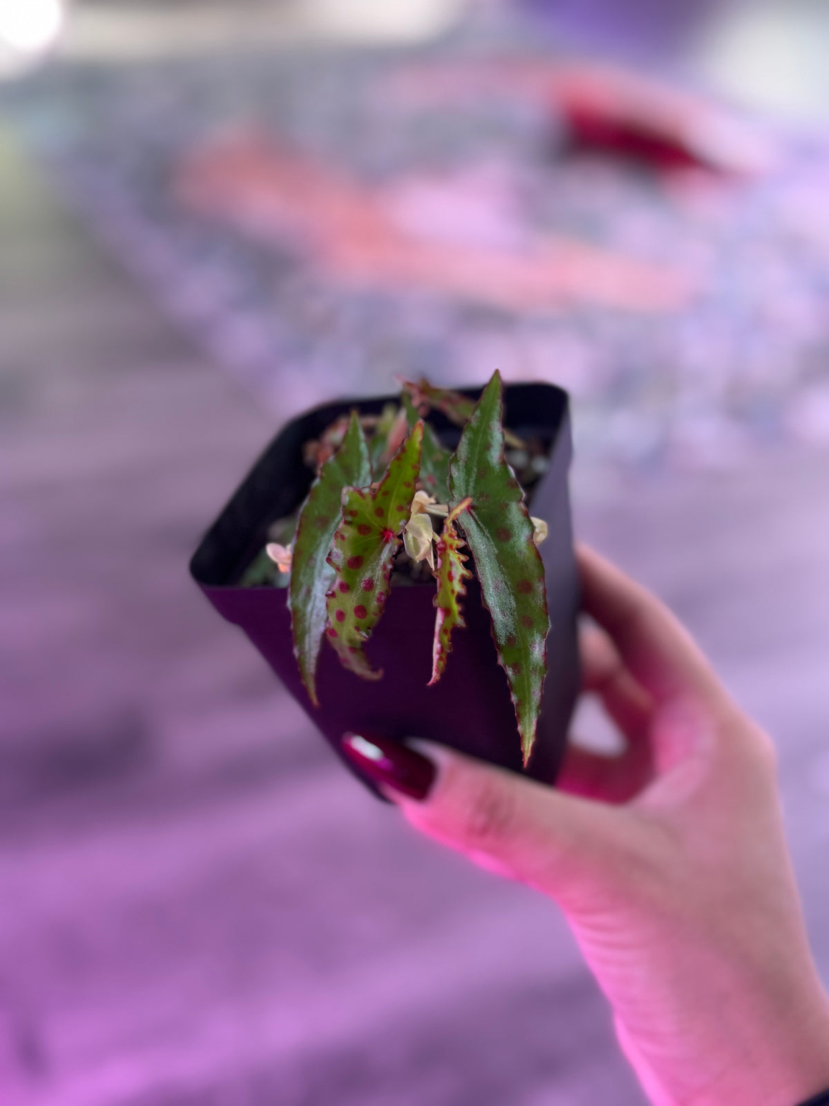 Begonia Amphioxous