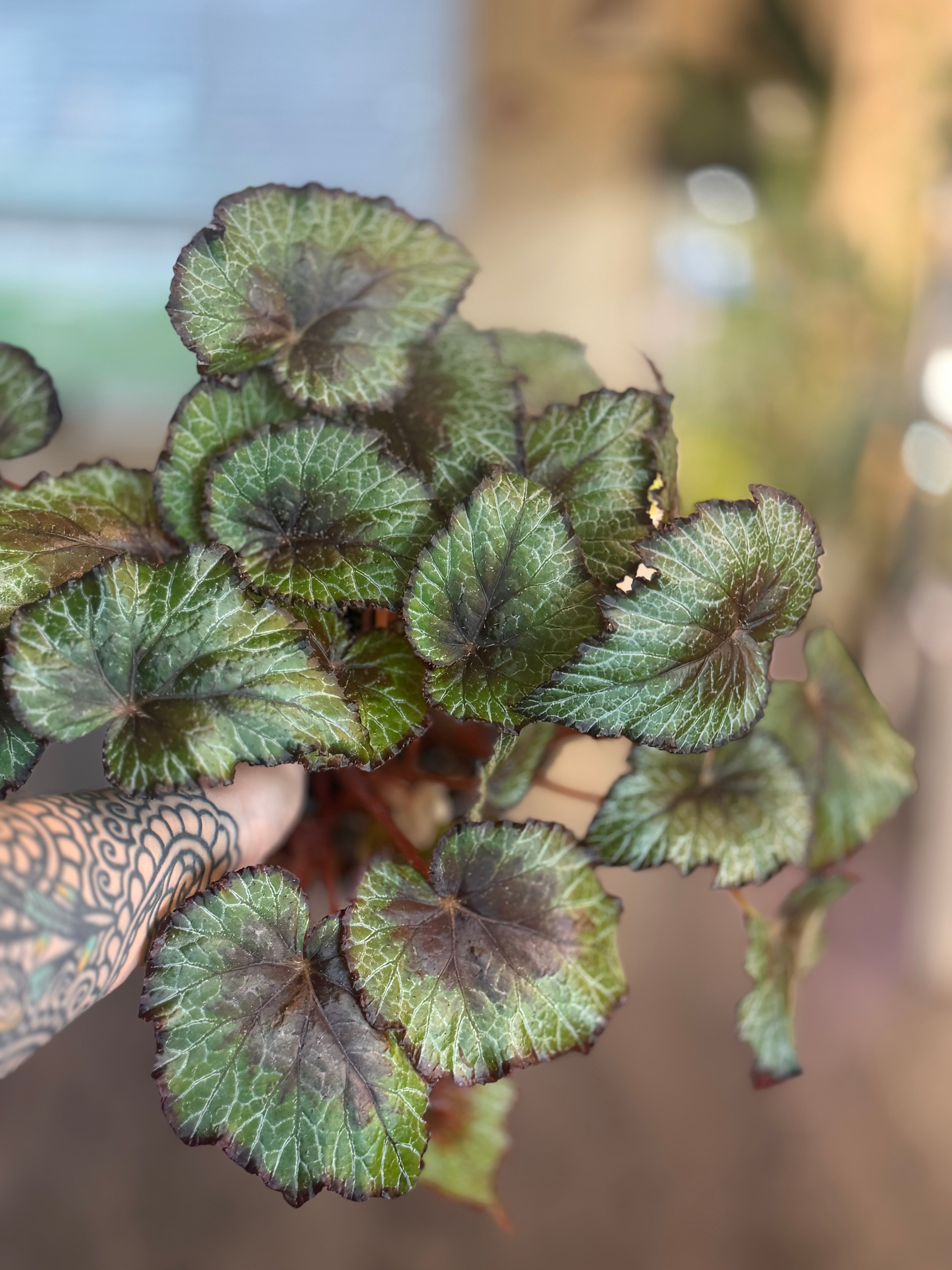 Begonia Miss Louisianna