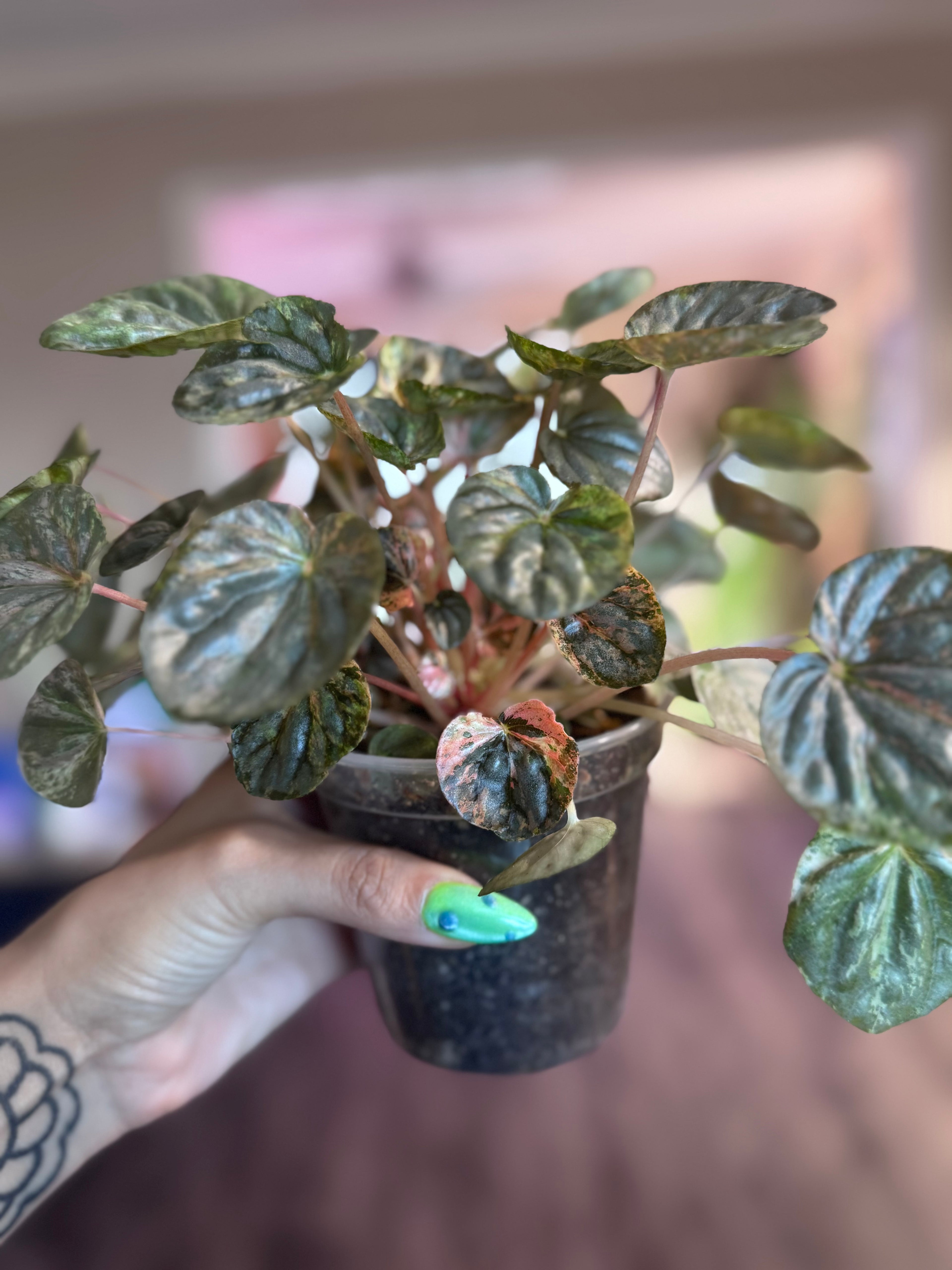 Pink Lady Peperomia