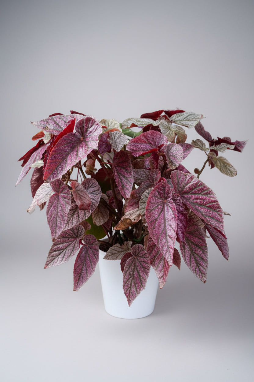 Begonia Maurice Amey