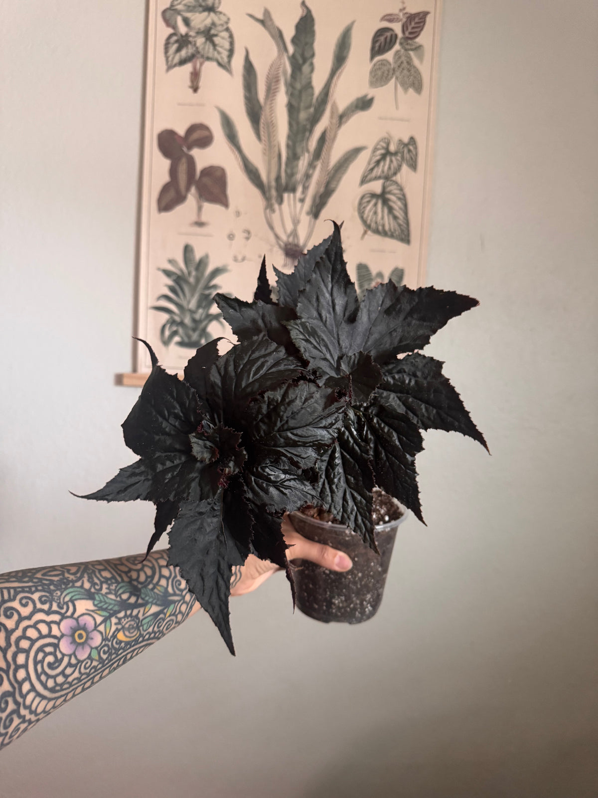 Begonia Florida Hybrid