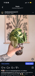 Variegated Ninja Corm