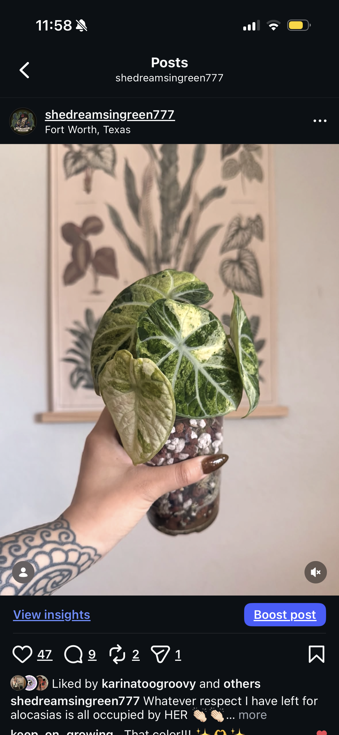 Variegated Ninja Corm