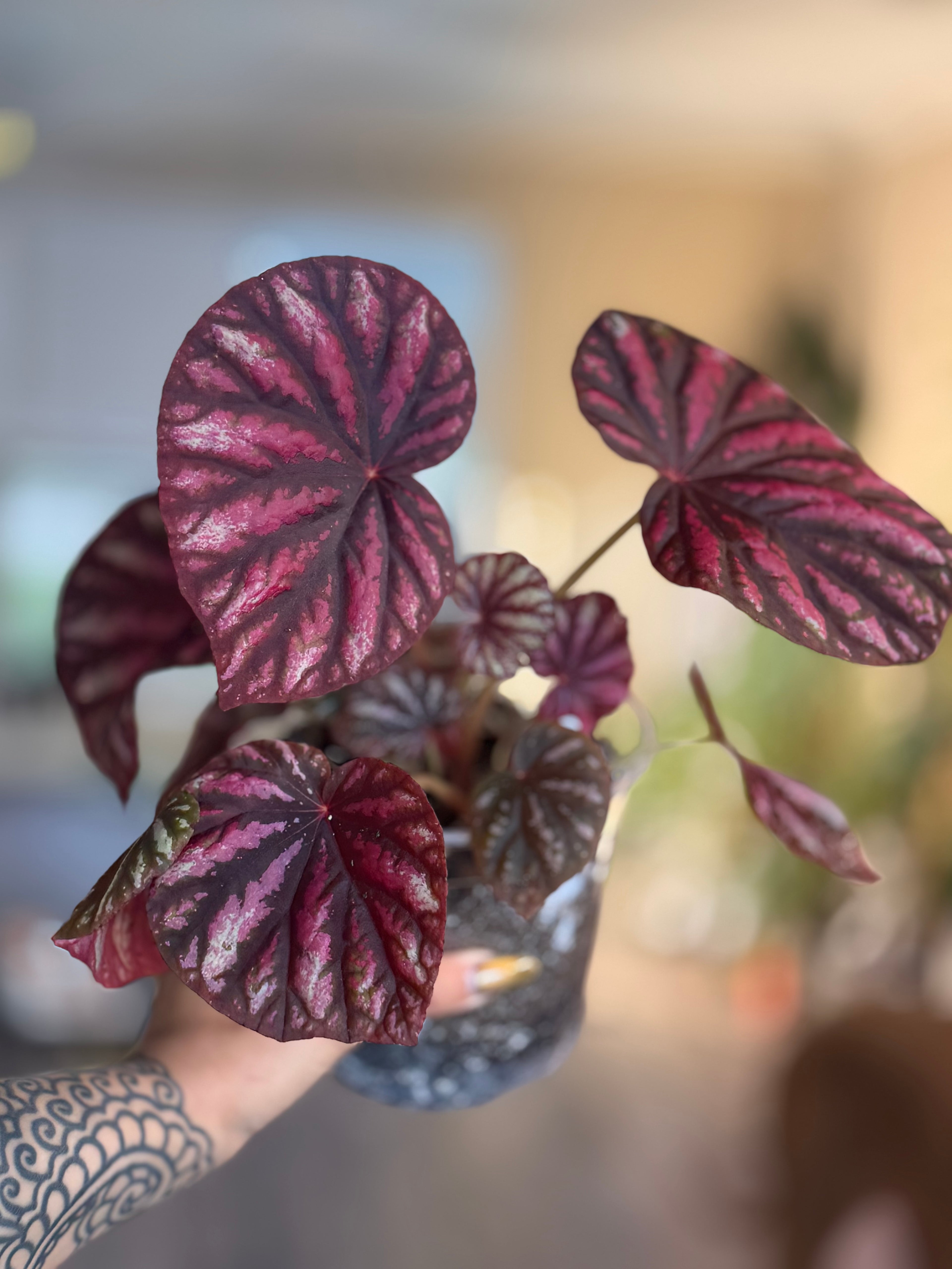 Begonia Candy Stripes