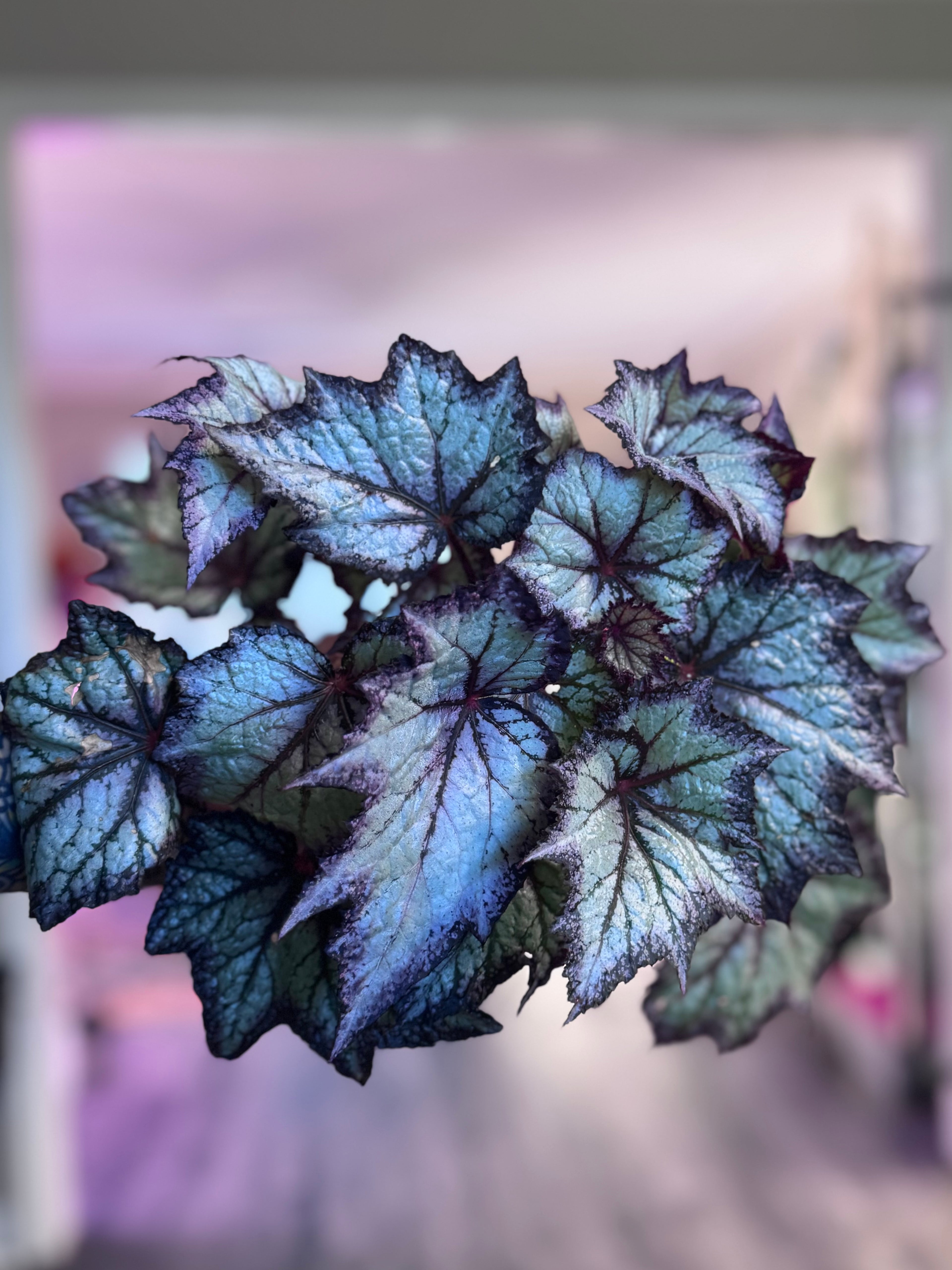 Begonia Bewitched Lavender