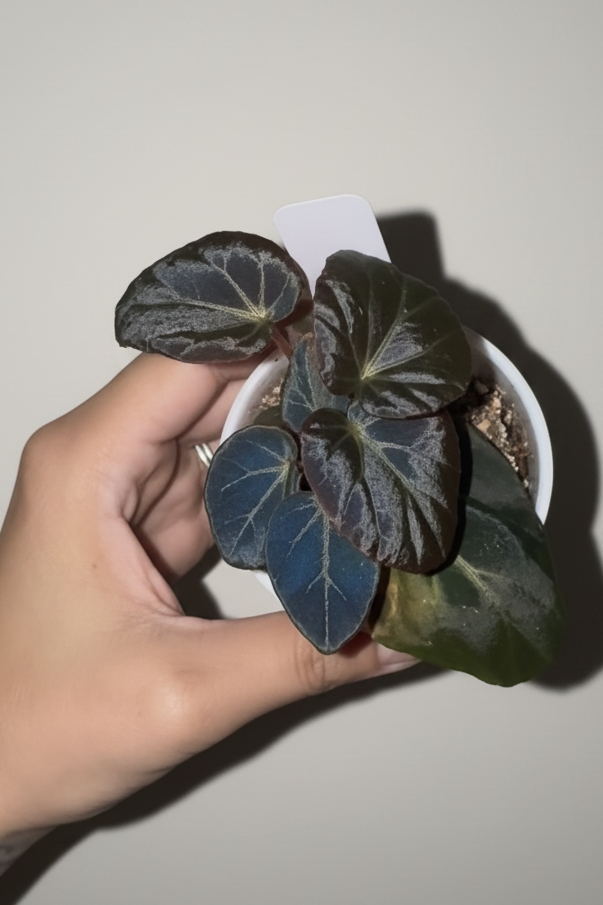 Begonia Burkillii