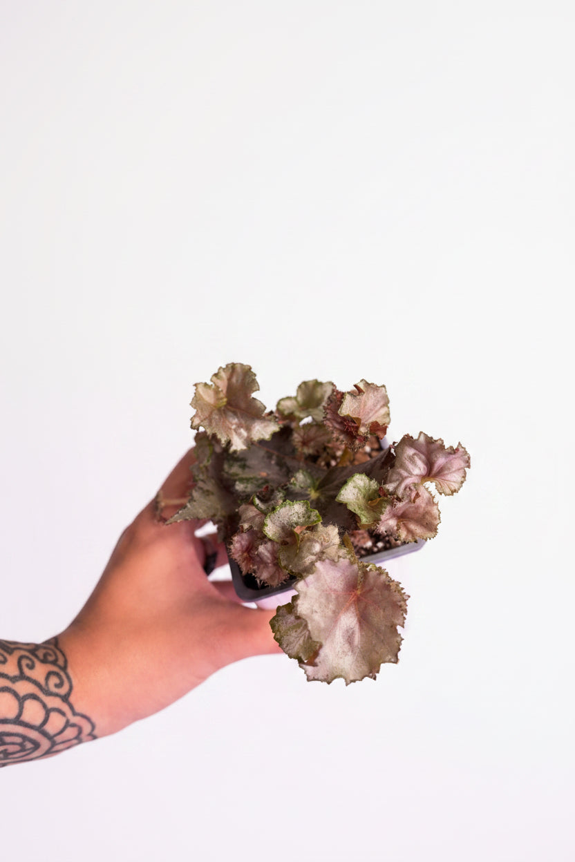 Begonia Dejah Thorris