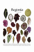 Begonia Poster