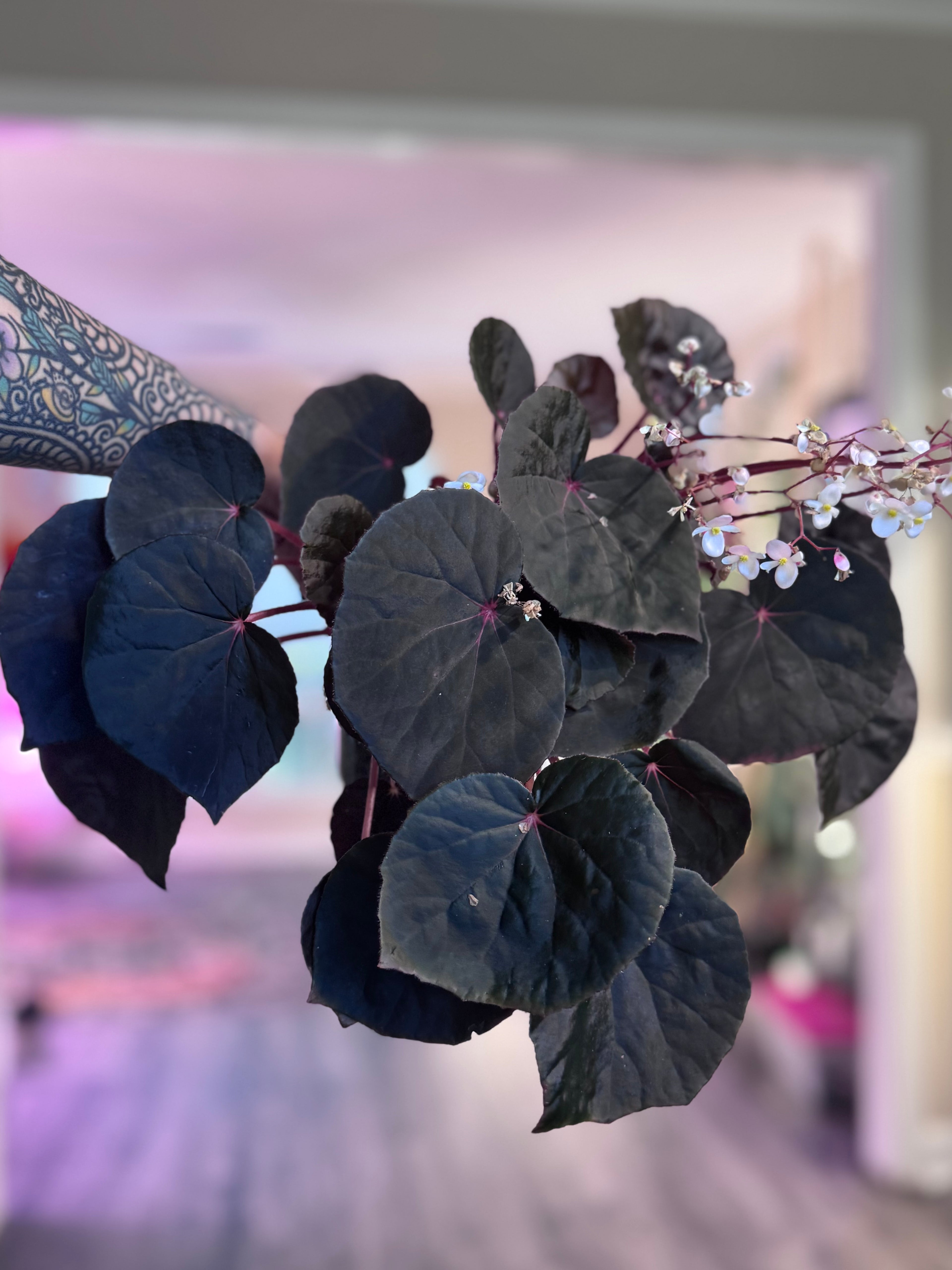 Begonia U0497