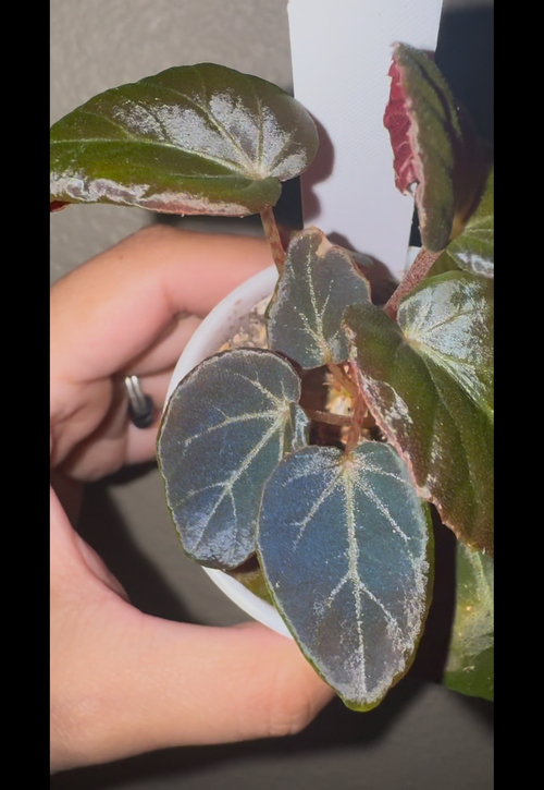 Begonia Burkillii