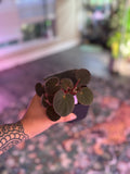 Begonia Acetosa