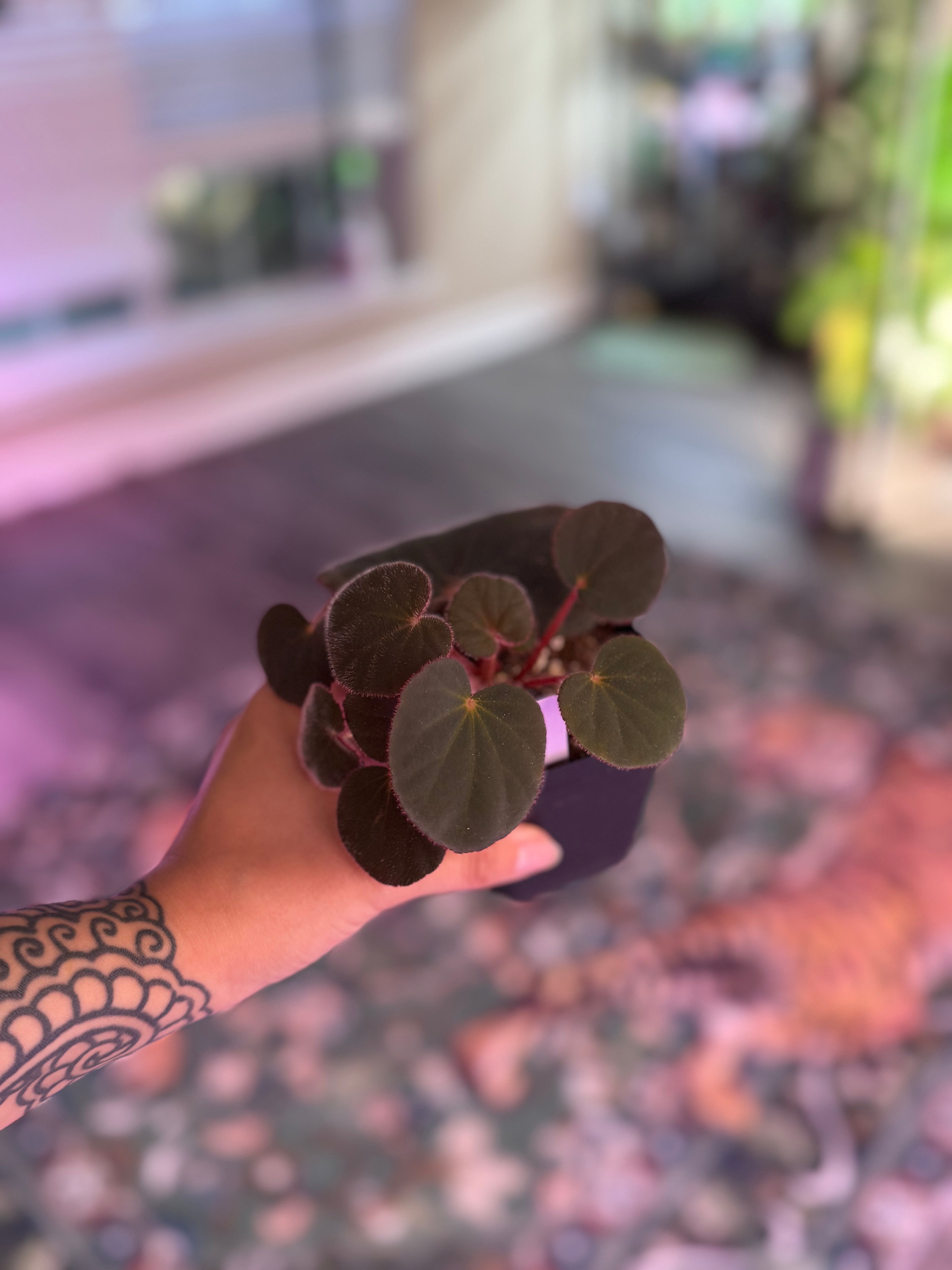 Begonia Acetosa