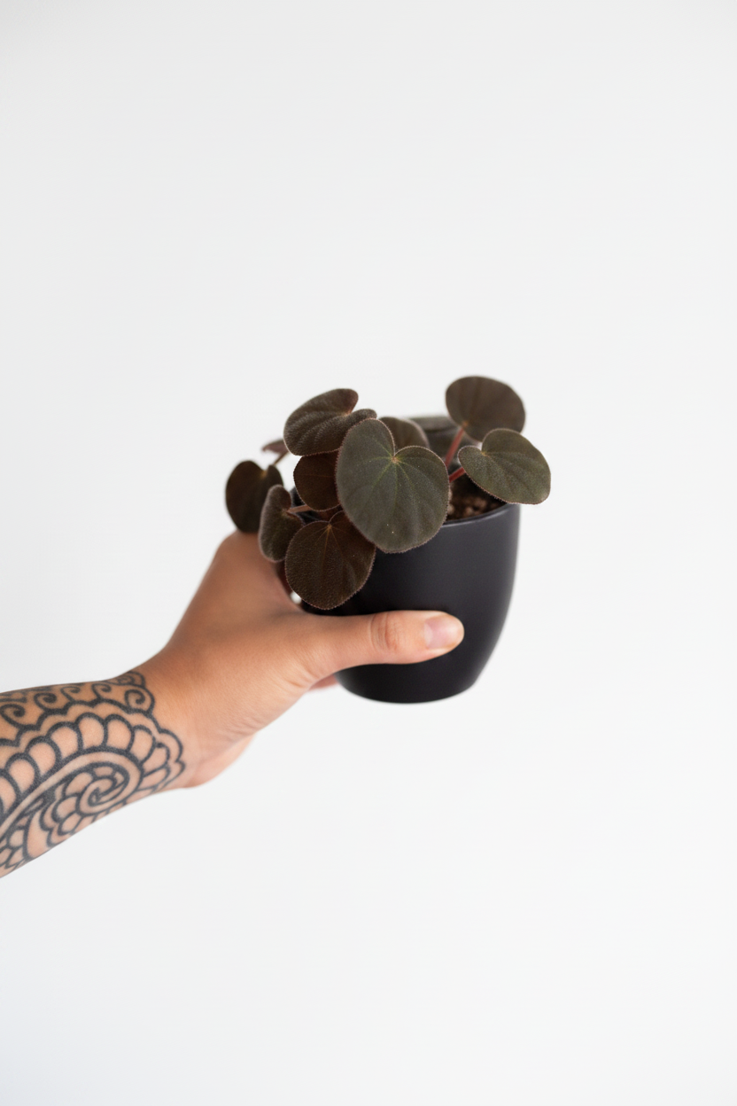 Begonia Acetosa