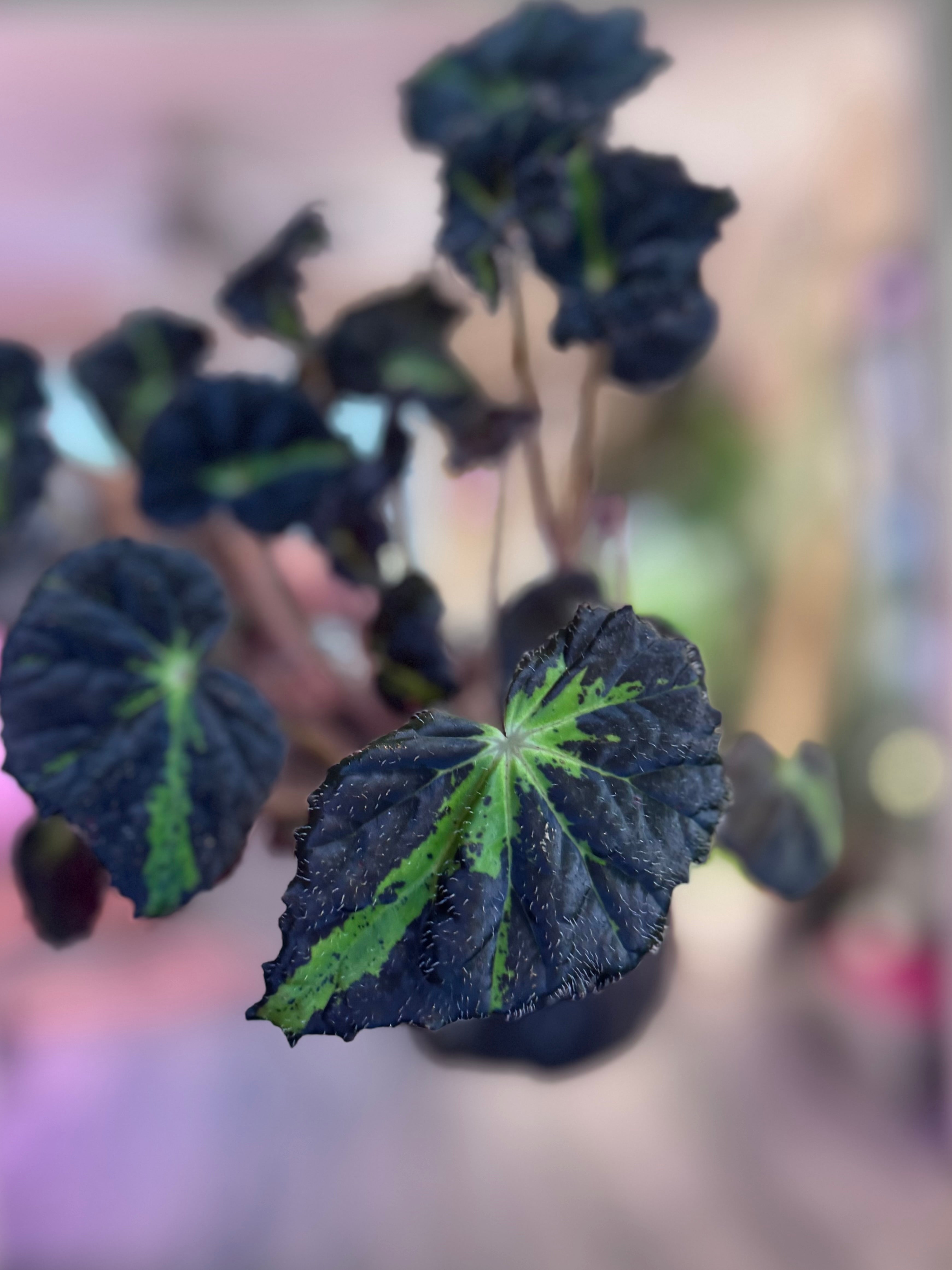Begonia Chivalry
