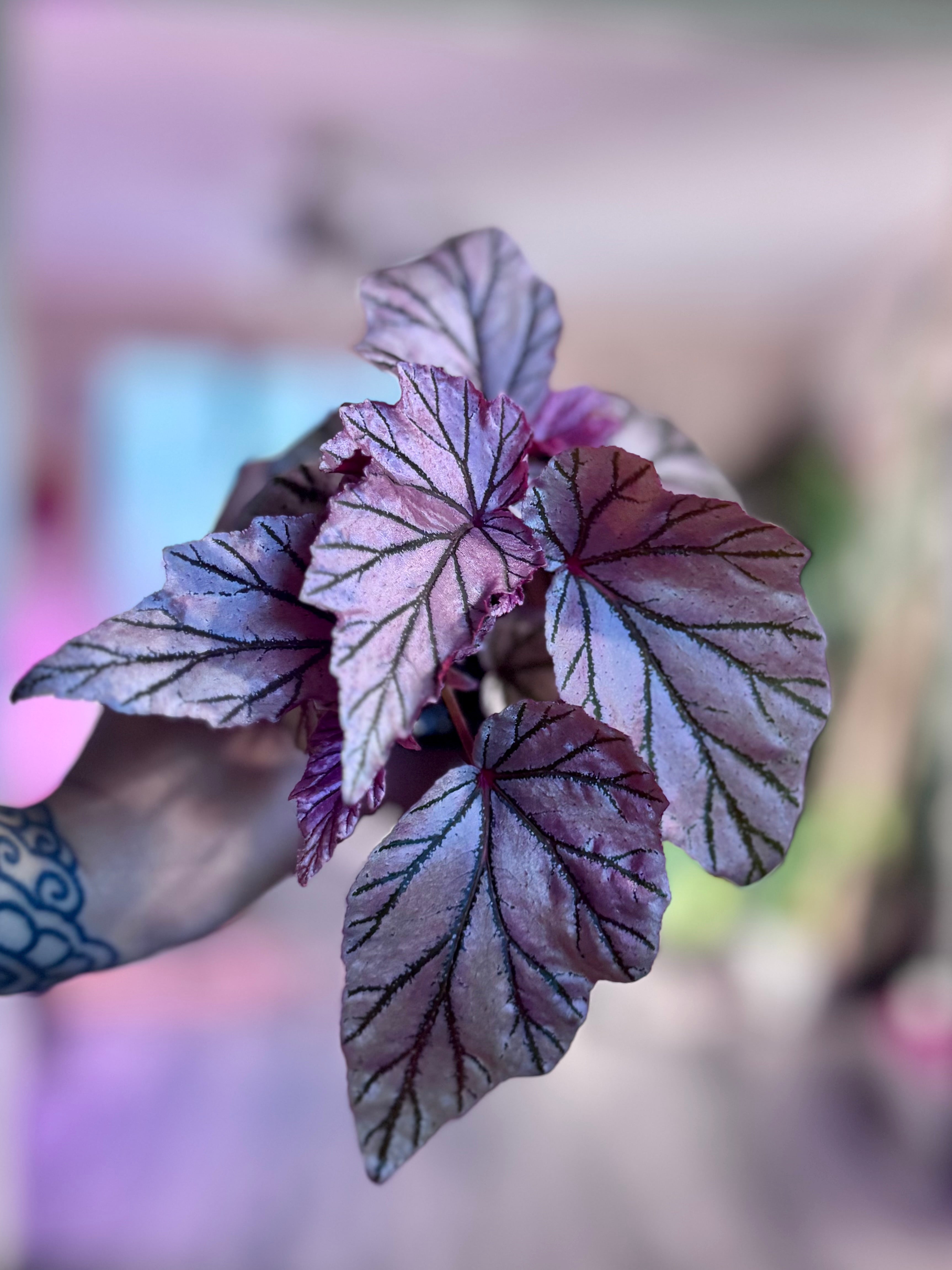 Begonia Lamoon